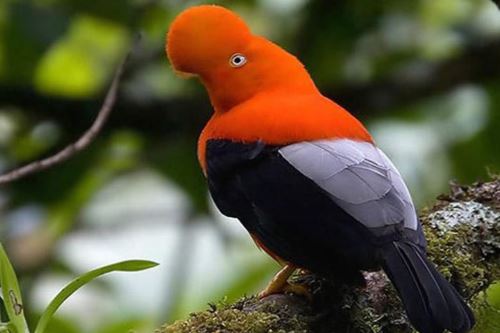 En las áreas naturales protegidas se conserva, el 95 % de las especies de aves del Perú, entre las que destaca el gallito de las rocas, el ave más emblemática y oriunda del Perú. ANDINA/Difusión