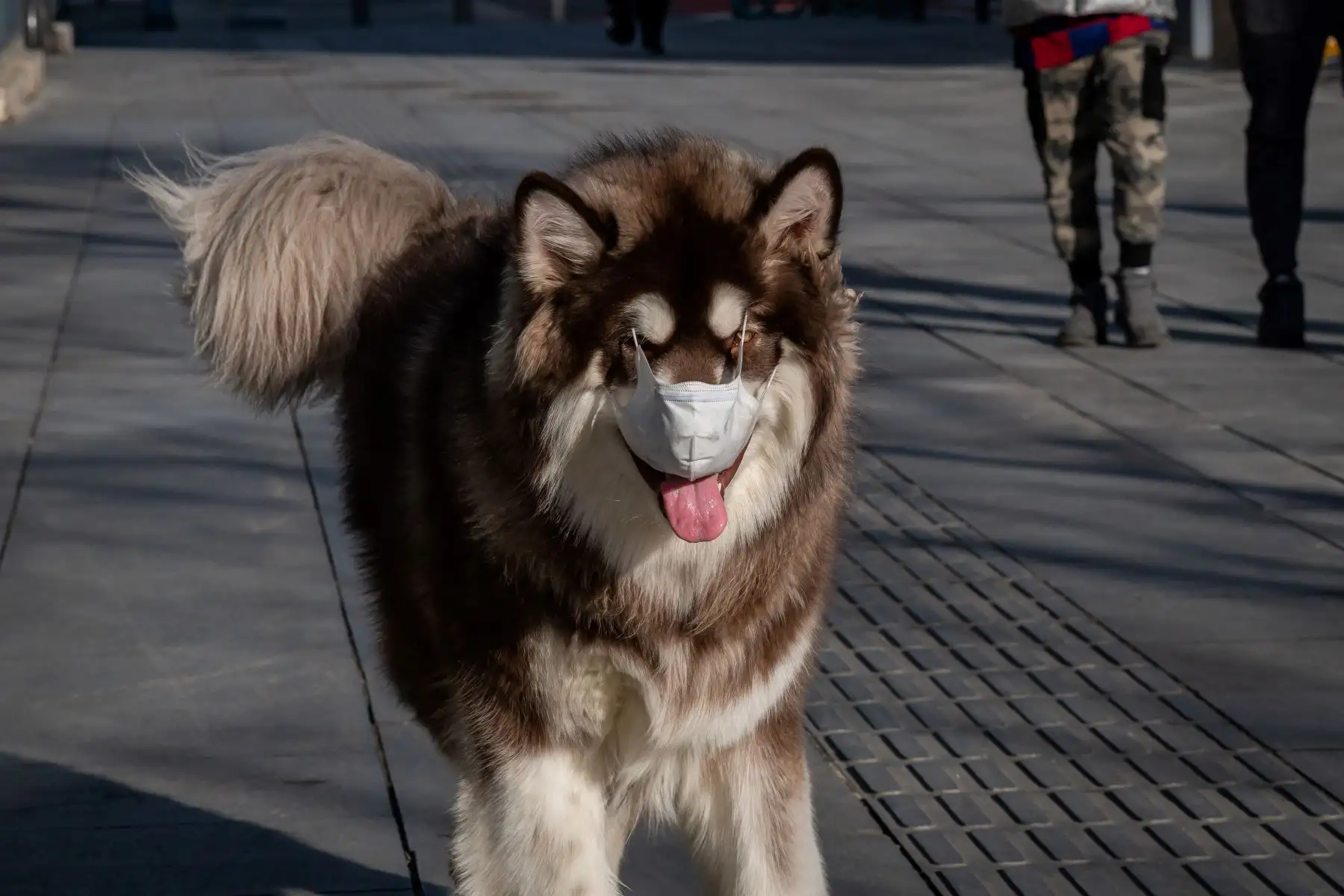 Un perro con una máscara facial como medida preventiva contra el coronavirus COVID-19 camina en una calle en Beijing. Foto: AFP