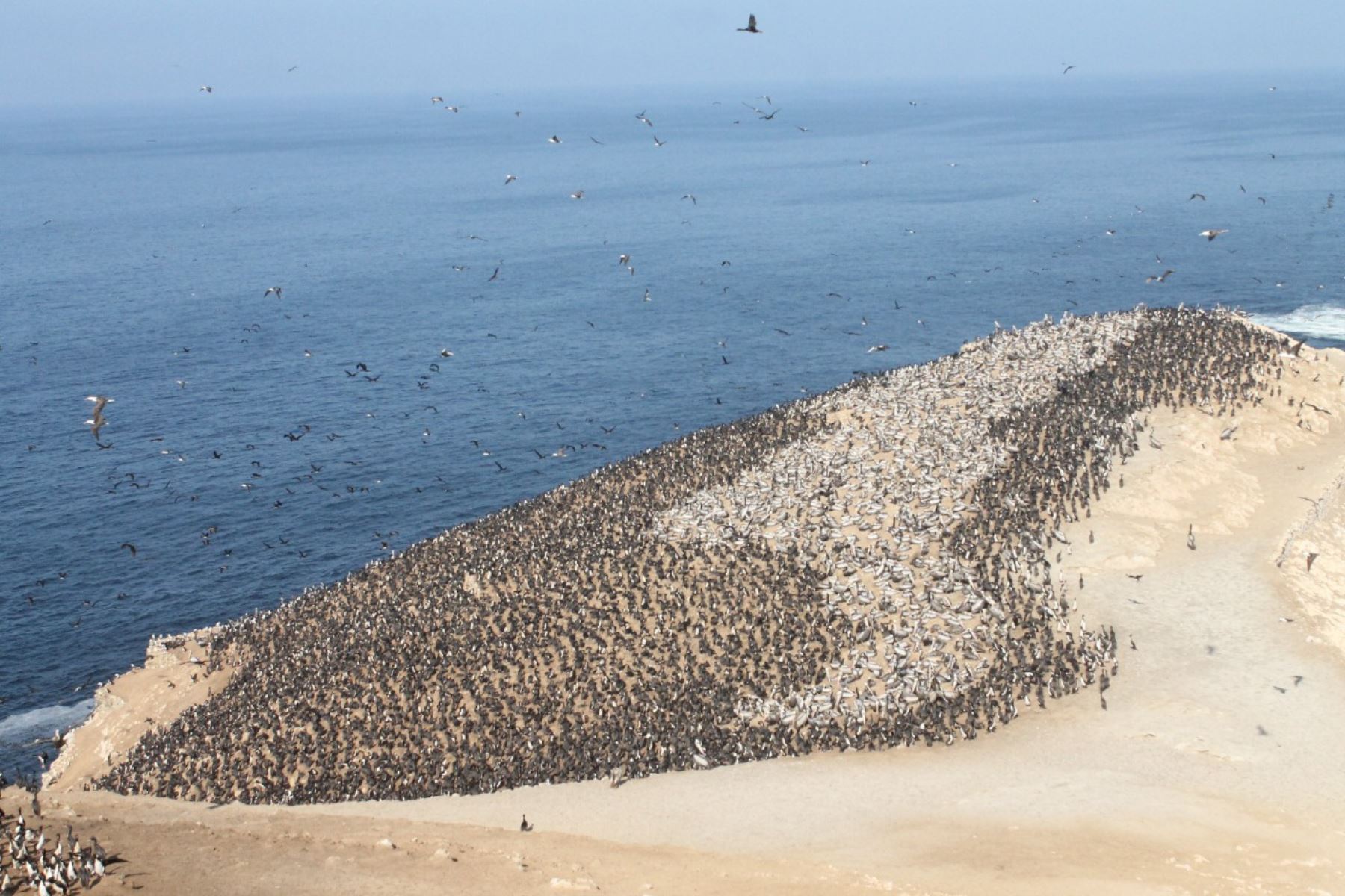 El Minagri informó que 775,900 aves guaneras repoblaron las islas Chincha Centro, Chincha Sur y la punta San Juan de Marcona, departamento de Ica.