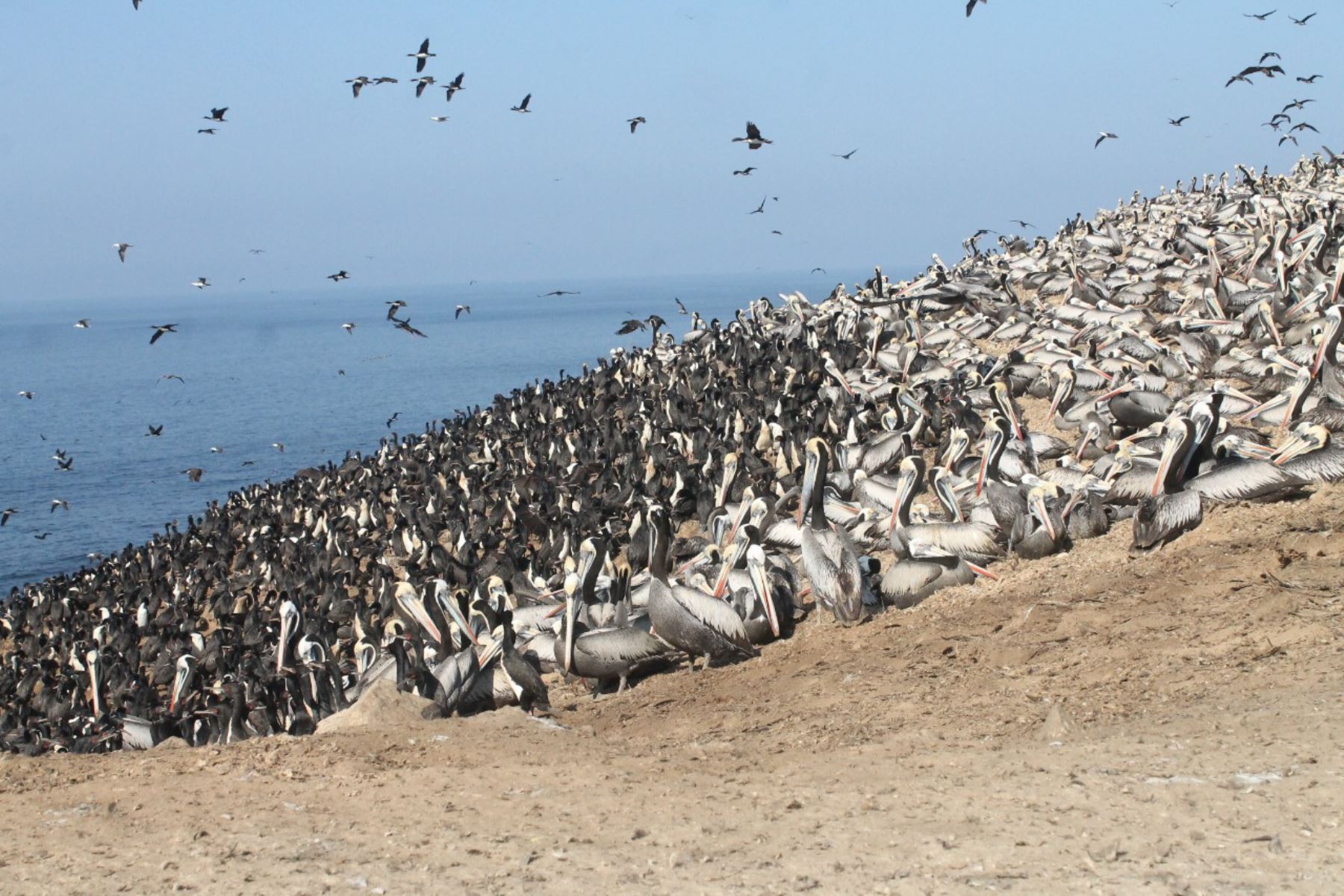 El Minagri informó que 775,900 aves guaneras repoblaron las islas Chincha Centro, Chincha Sur y la punta San Juan de Marcona, departamento de Ica.
