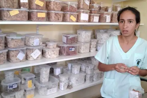 En el banco de germoplasma de la Universidad Nacional Pedro Ruiz Gallo (UNPRG) de Lambayeque se conservan más de 200 muestras del milenario algodón nativo.