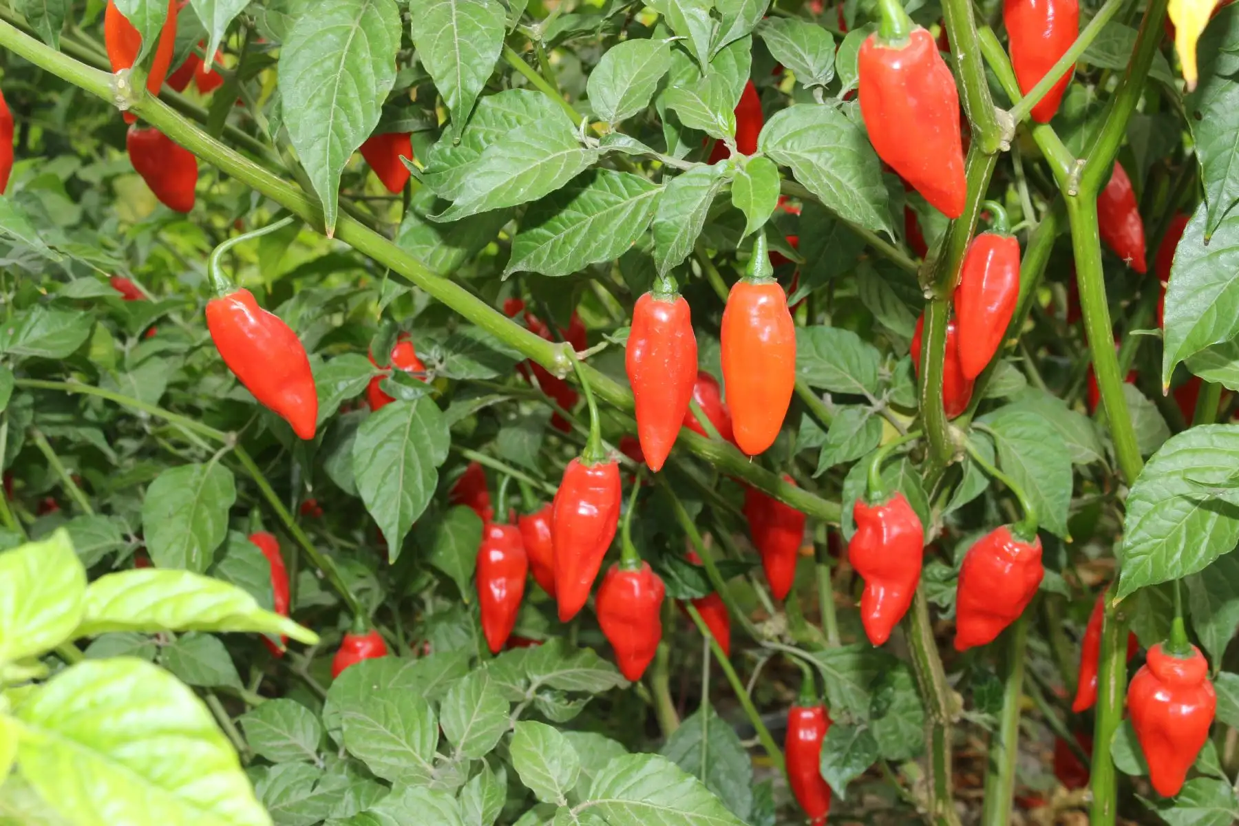 Ají tabasco es la nueva apuesta agrícola de los productores de San Martín con el apoyo del INIA. ANDINA/Difusión