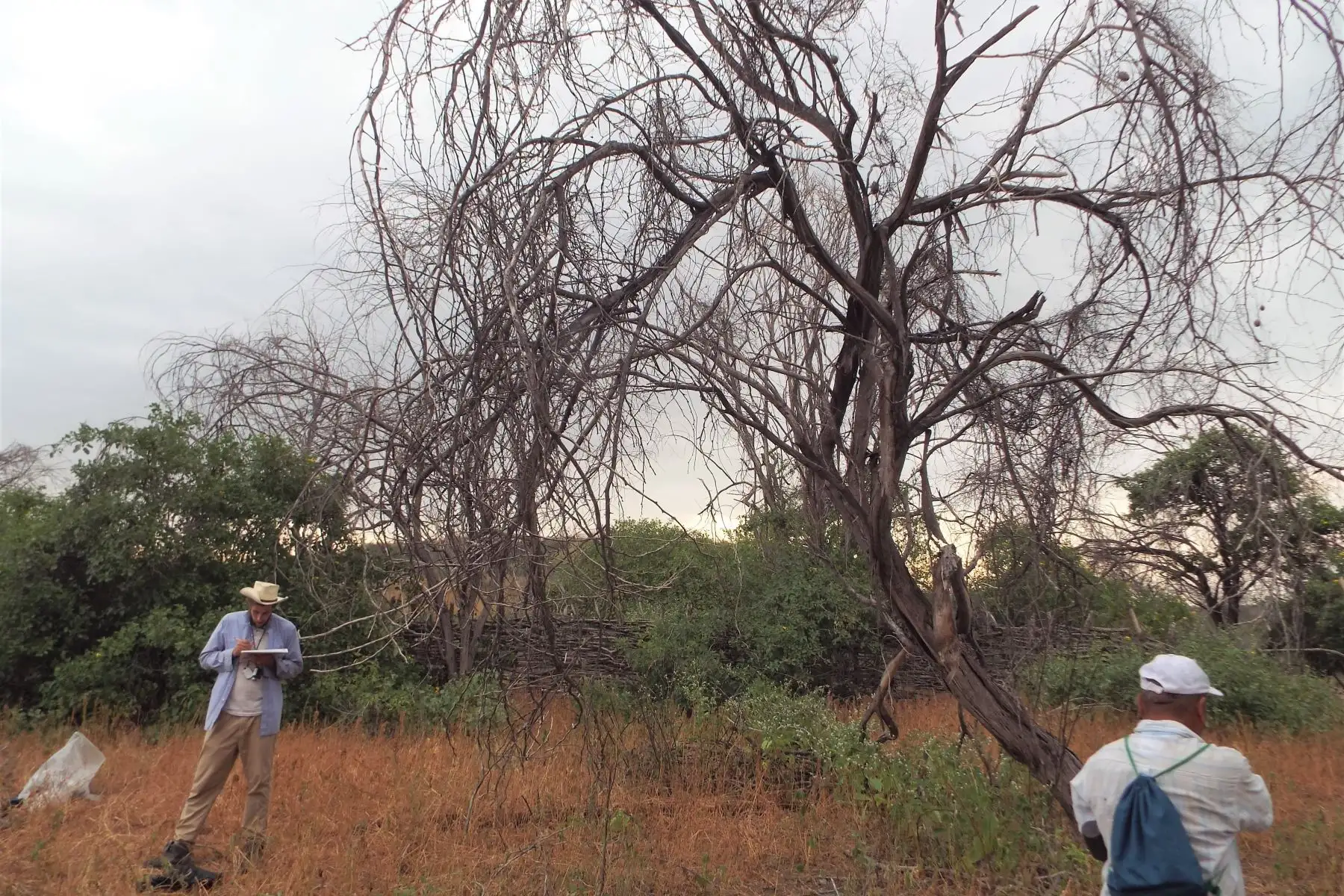 En abril se iniciaría el inventario de bosques secos ubicados en la costa norte de Perú, en especial en los afectados por la mortandad del algarrobo. ANDINA/Difusión