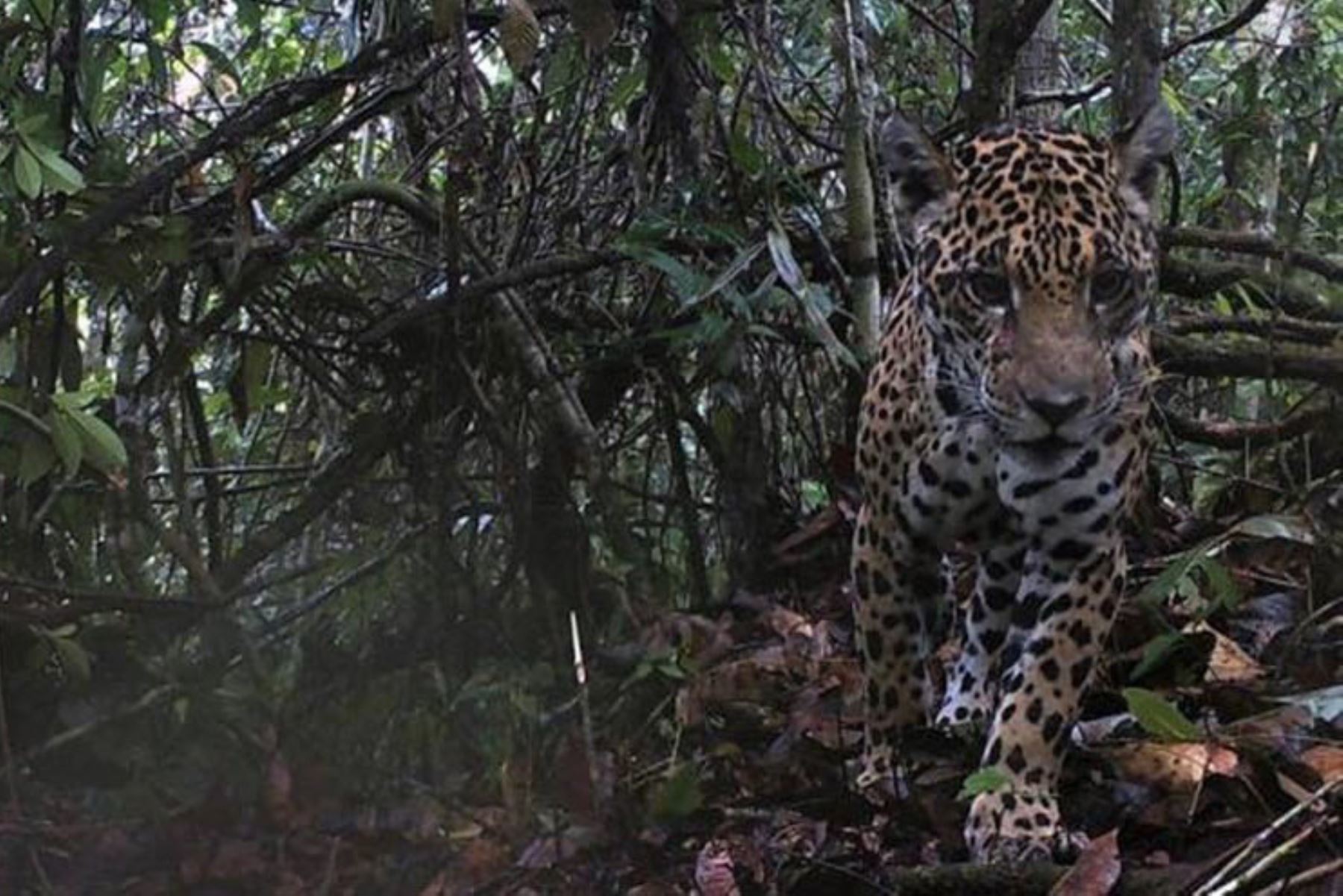 Fotografías tomadas por cámaras trampa en la selva de Cusco develan la vida oculta del Jaguar, el mayor felino de América. EFE