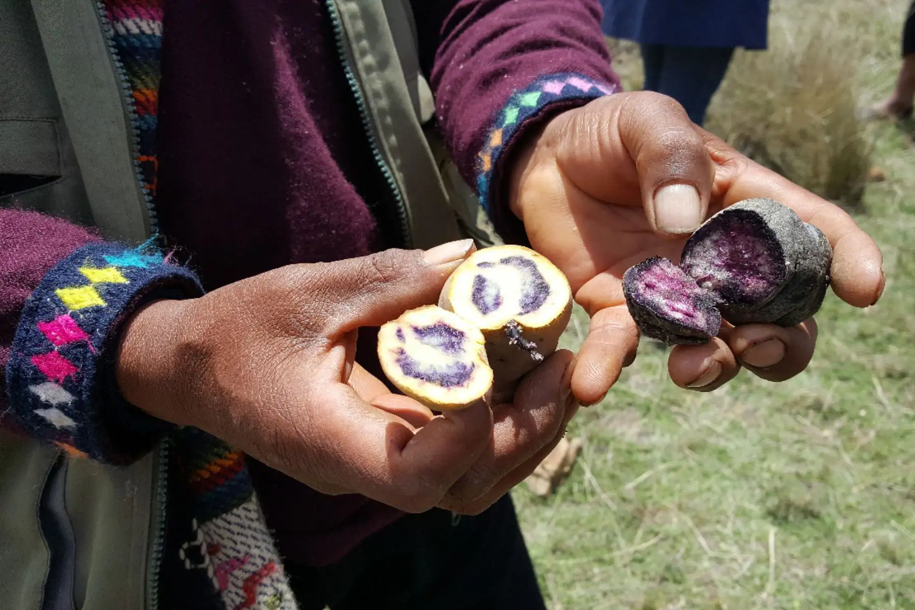 Minagri declara al Parque de la Papa de la provincia de Calca, en Cusco, como zona de agrobiodiversidad. ANDINA/Difusión
