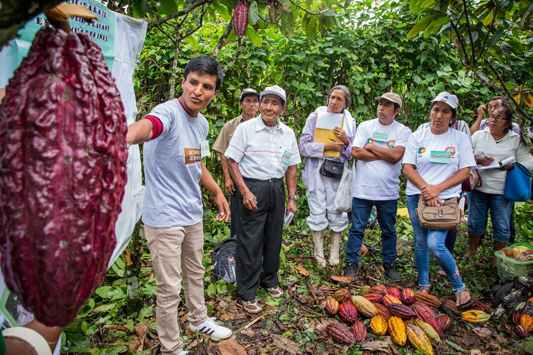 Cultivos alternativos como el cacao serán fortalecidos en la región Huánuco.