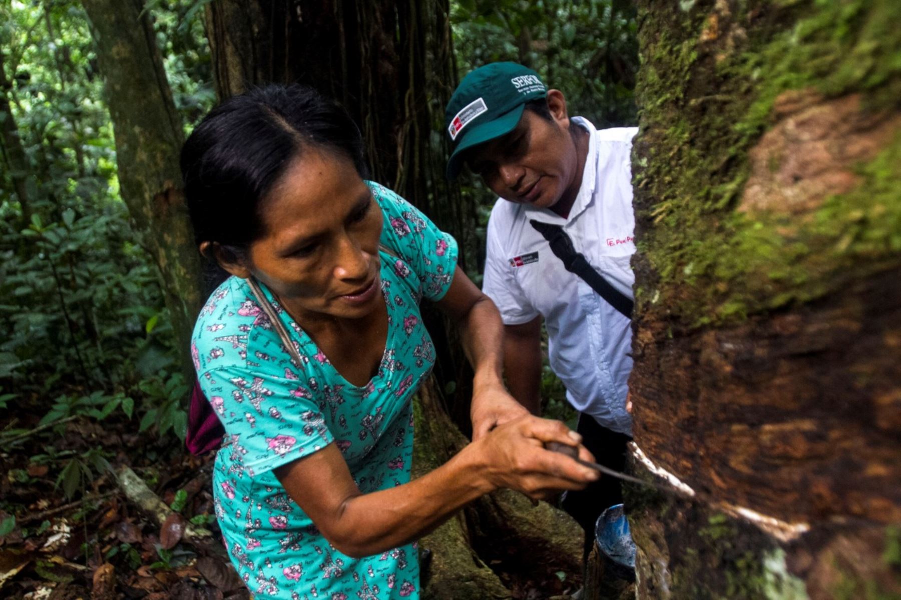 Por el Día Internacional de la Mujer resaltan el aporte de las mujeres a la gestión sostenible de los bosques amazónicos.