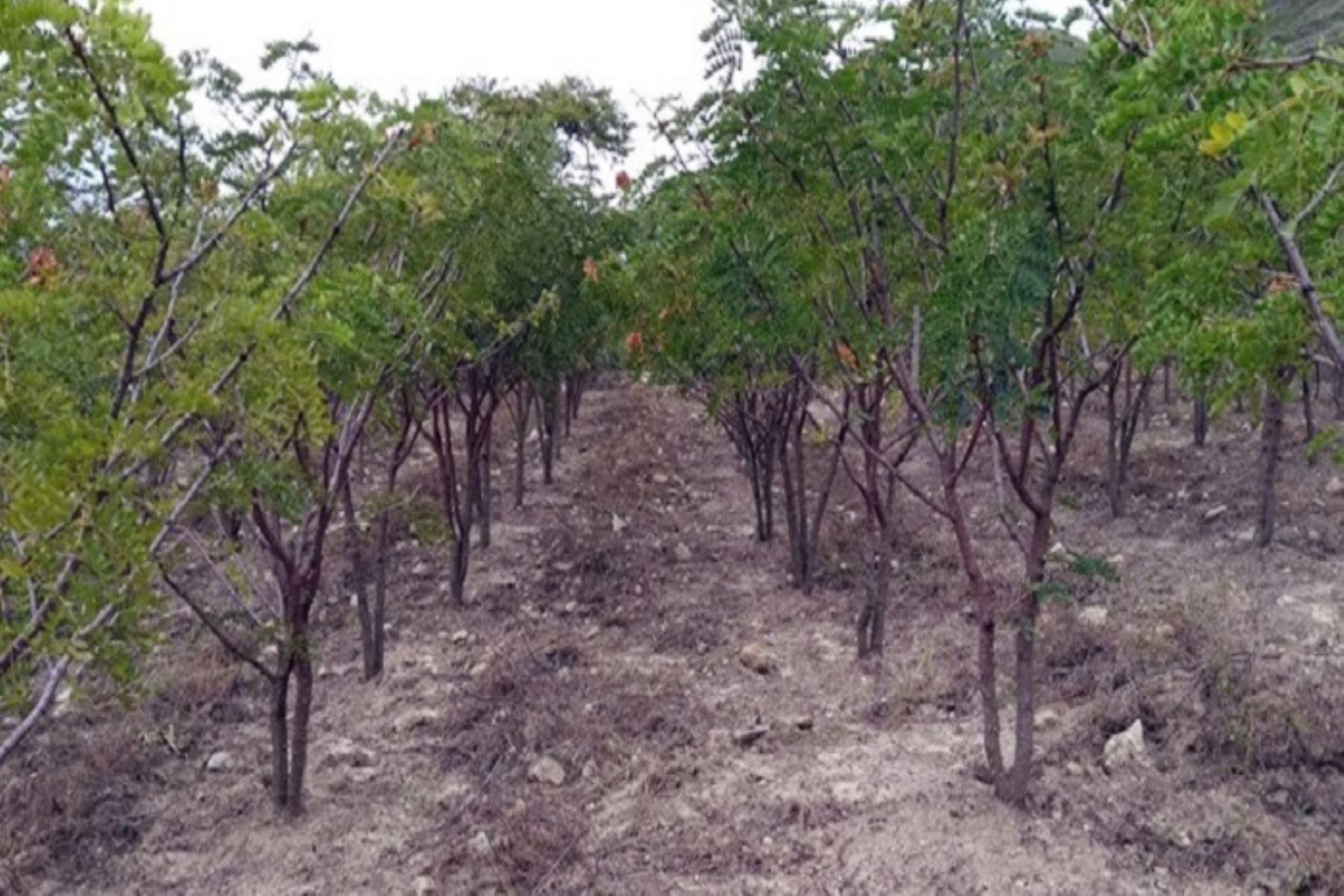 Áncash: utilizarán guano de las islas en producción de plantones de tara