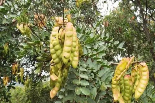 La tara es uno de los productos de agroexportación más importante de la región Cajamarca. ANDINA/Difusión