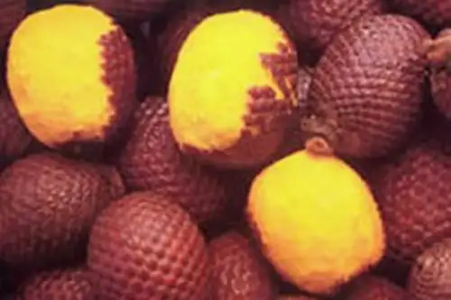El aguaje es un superalimento amazónico que contiene un alto contenido de vitamina A, mayor que la zanahoria y la espinaca. También presenta funciones antibióticas, analgésicas y antiinflamatorias, además de ayudar en la salud ocular y en mantener una piel saludable. Por ello, este fruto tiene un gran potencial para el desarrollo económico de los pueblos indígenas amazónicos.  ANDINA/Difusión