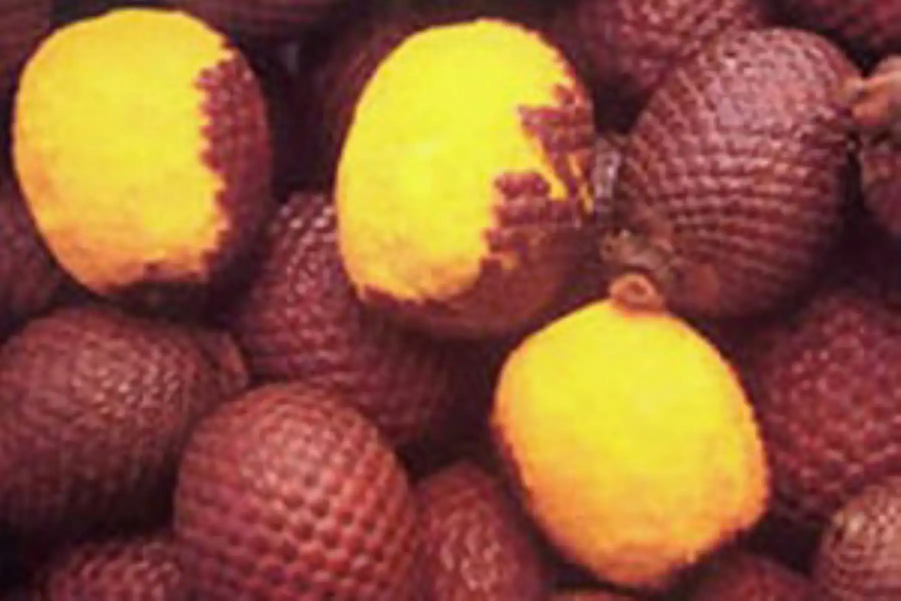 El aguaje es un superalimento amazónico que contiene un alto contenido de vitamina A, mayor que la zanahoria y la espinaca. También presenta funciones antibióticas, analgésicas y antiinflamatorias, además de ayudar en la salud ocular y en mantener una piel saludable. Por ello, este fruto tiene un gran potencial para el desarrollo económico de los pueblos indígenas amazónicos.  ANDINA/Difusión