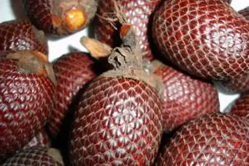 Productos como el aguaje, de alto contenido de vitamina A, son una alternativa sostenible para el desarrollo de las comunidades amazónicas. ANDINA/Difusión