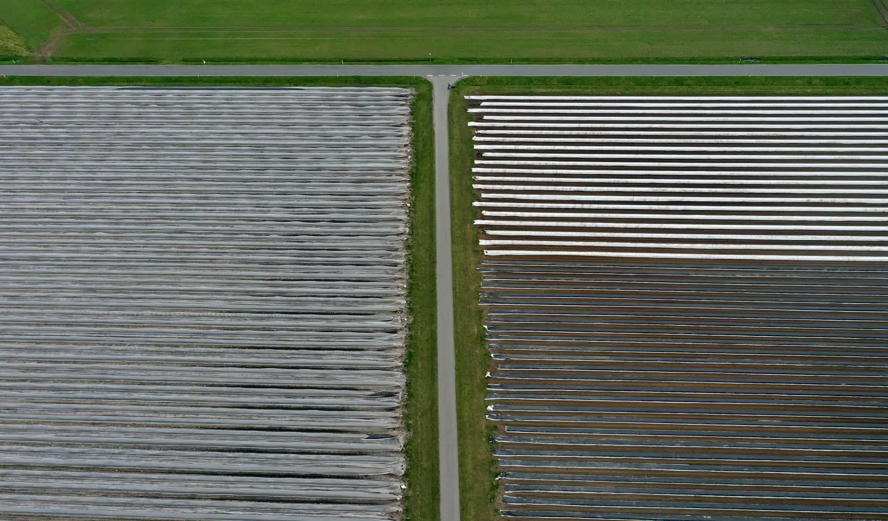 Imagen de un campo de espárragos en Alemania que permanece vacío debido a las restricciones del gobierno alemán por el coronavirus COVID-19. Foto: AFP