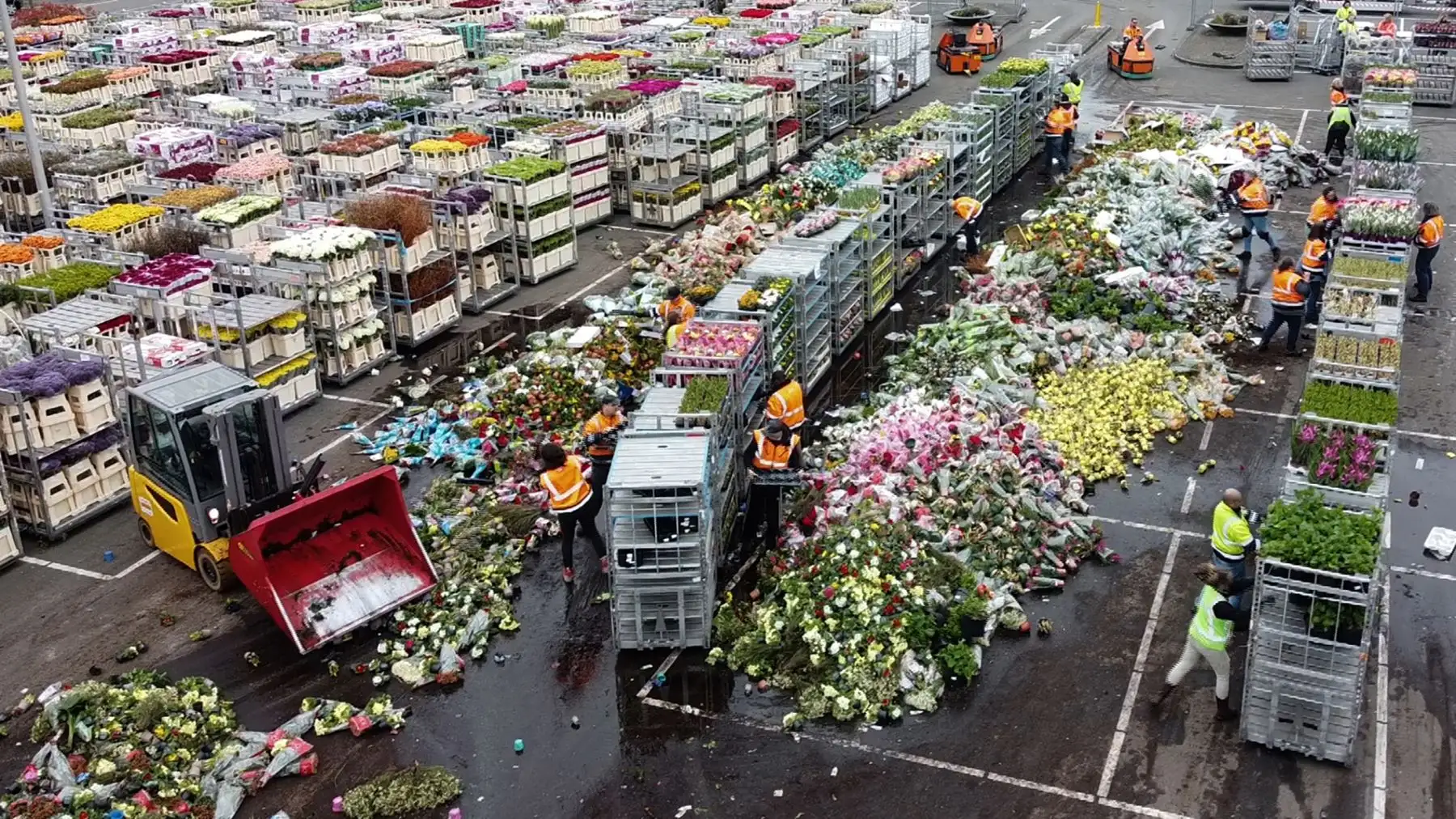 Las flores se destruyen en FloraHolland Naaldwijk en Honselersdijk, Holanda como medida preventiva ante el coronavirus COVID-19. Foto: AFP