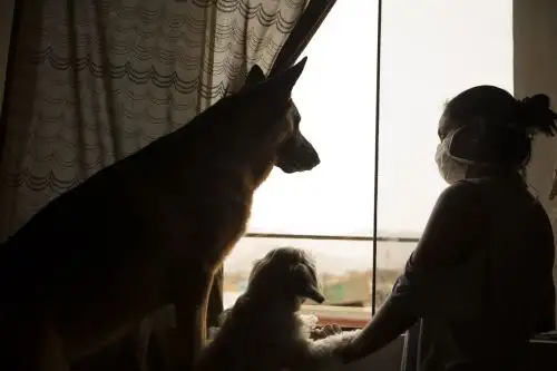 Las mascotas se entretienen con juegos simples en casa. ANDINA/Jhonel Rodríguez Robles