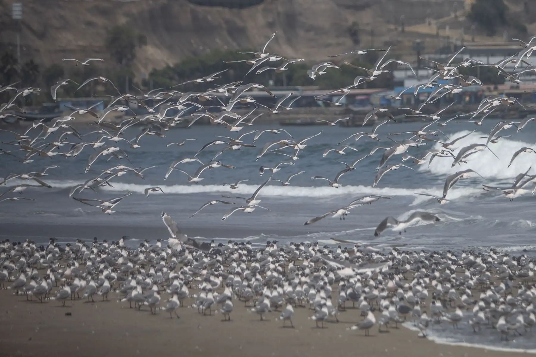 Miles de aves vuelven a las playas Agua Dulce y Sombrillas en la Costa Verde a consecuencia de la ausencia de público por el Estado de Emergencia que obliga a las personas a acatar la cuarentena para frenar el avance del coronavirus Covid-19 Foto: ANDINA/Jhonel Rodríguez Robles