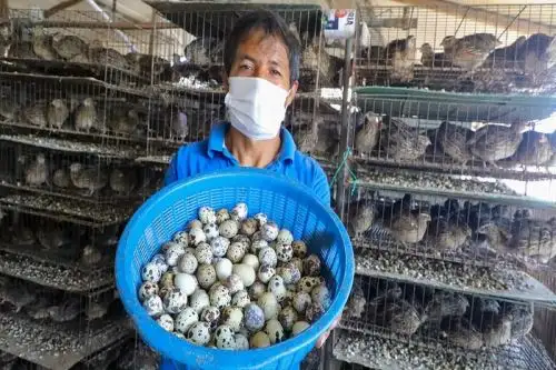 Productor de huevos de codorniz.
