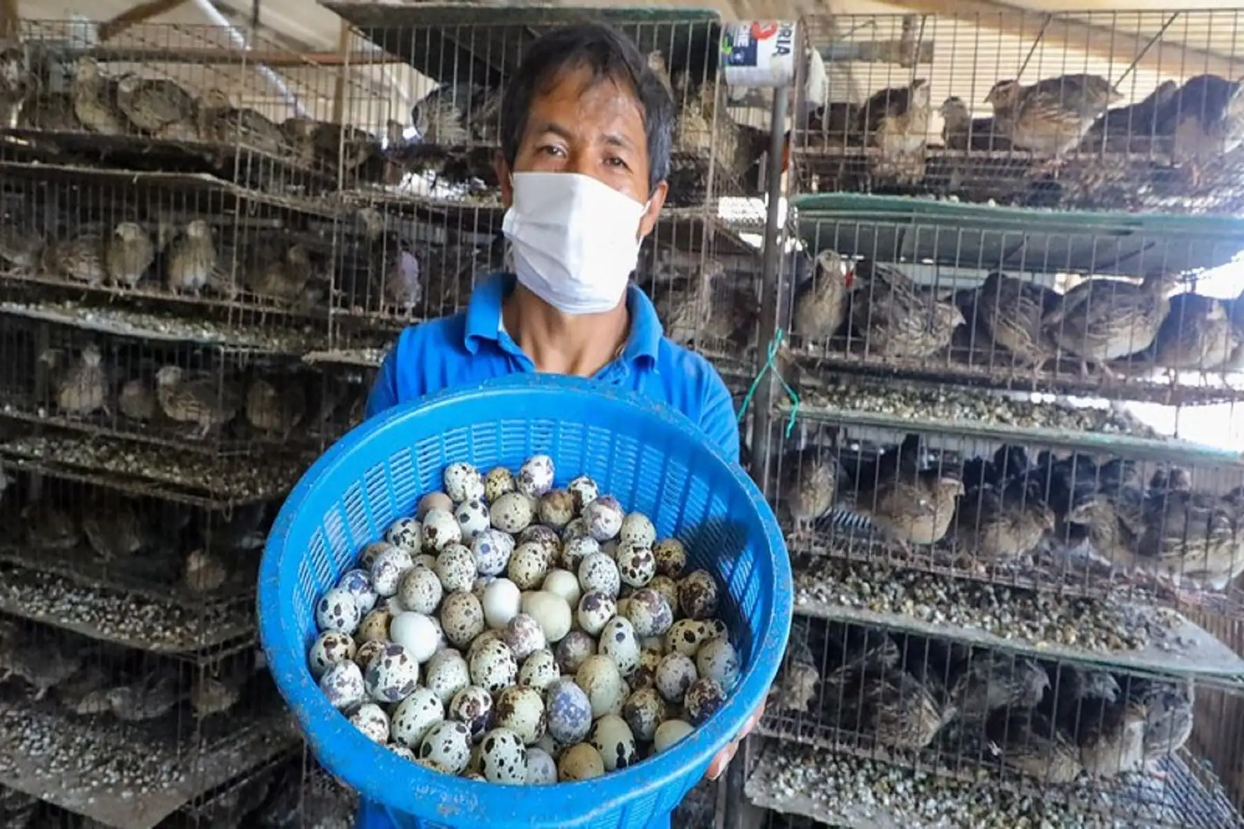 Productor de huevos de codorniz.