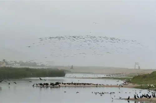 Gaviotas y piqueros vuelven a volar sobre el mar y humedales por ausencia de personas a causa de cuarentena. Foto: ANDINA/difusión.