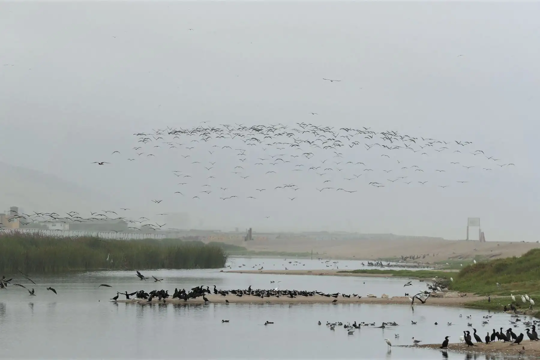 Gaviotas y piqueros vuelven a volar sobre el mar y humedales por ausencia de personas a causa de cuarentena. Foto: ANDINA/difusión.