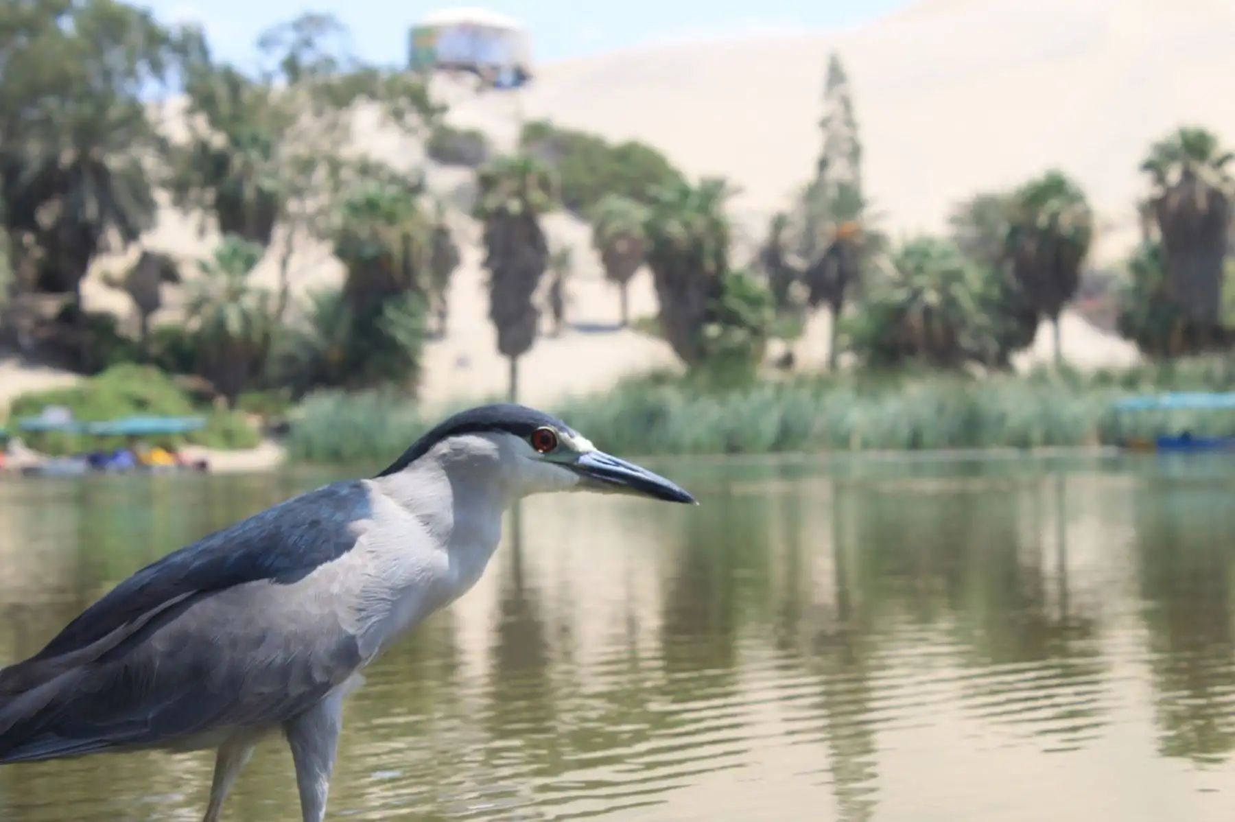 La fauna silvestre retorna a la laguna Huacachina, en Ica, durante el confinamiento para evitar el coronavirus. Foto: ANDINA/Difusión