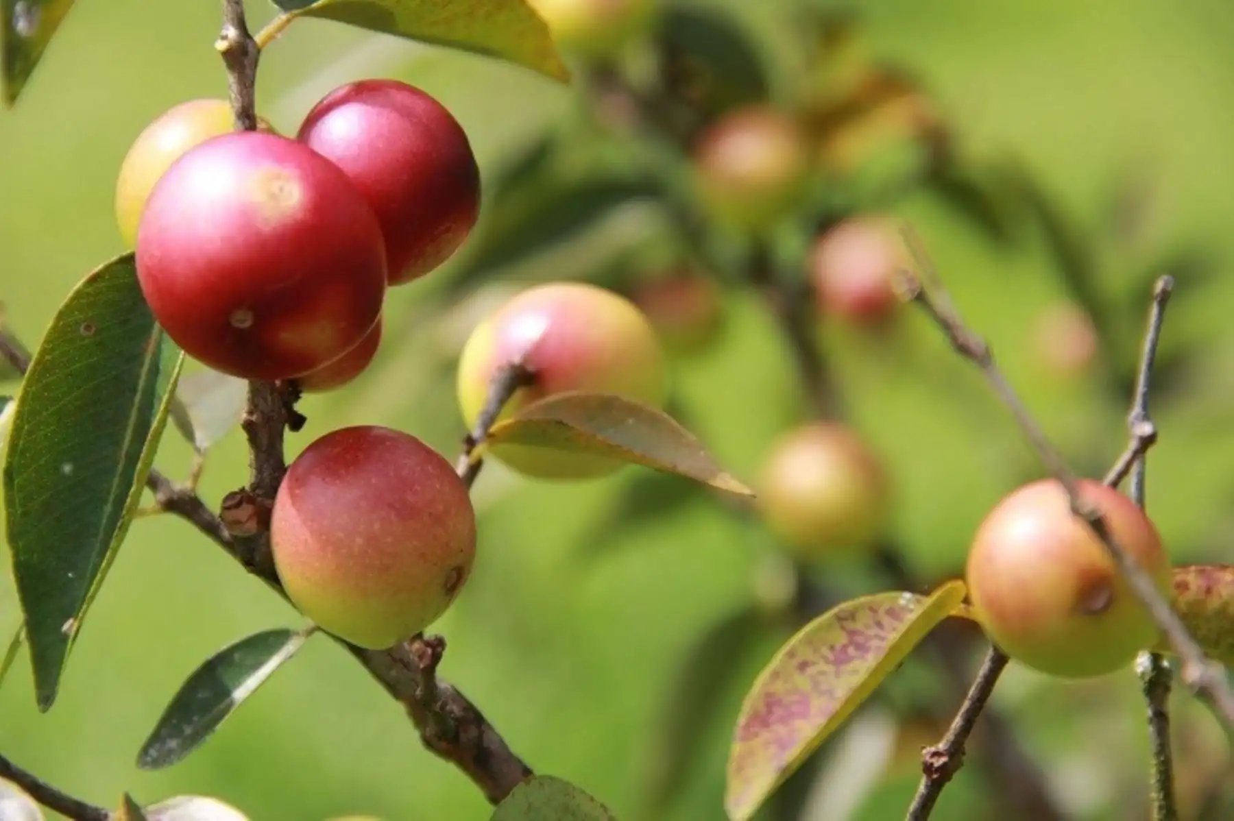 La primera variedad de camu camu, producida con alta calidad genética y buena composición nutricional de vitamina C, ha puesto a disposición el Ministerio de Desarrollo Agrario y Riego (Midagri) con la finalidad de mejorar la rentabilidad de más de 6,000 pequeños agricultores de las regiones amazónicas.ANDINA/Difusión