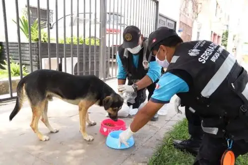 Magdalena: serenos reparten a diario comida y agua para animales sin dueño. Foto: ANDINA/Difusión.