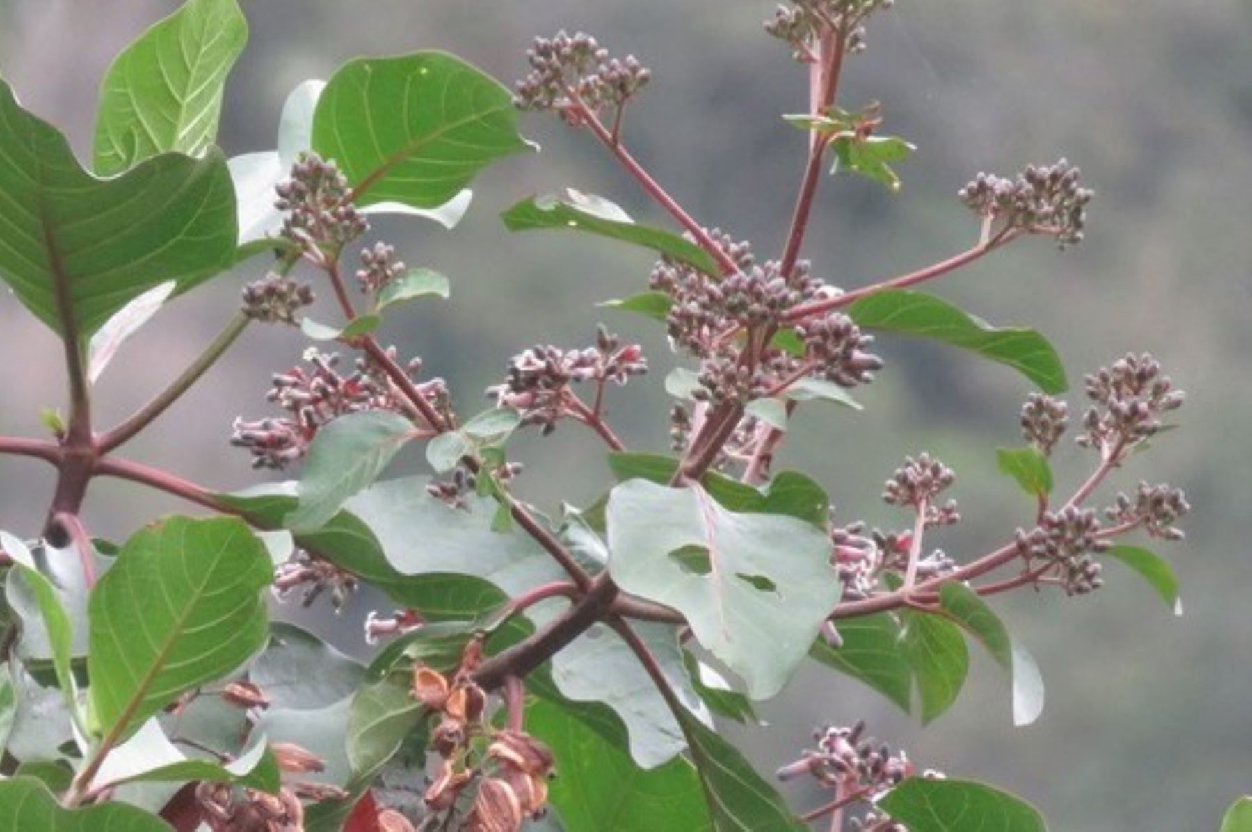 Árbol de la quina, fuente de la quinina.