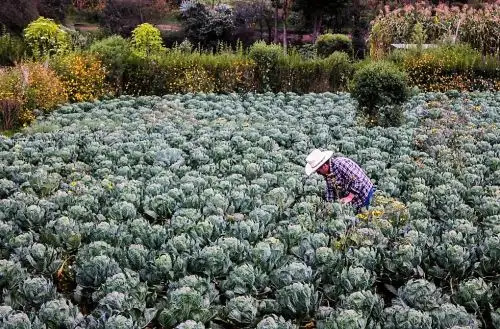 Los productores agrarios de América Latina y el Caribe son componente fundamental para asegurar la cadena alimentaria en la región. / Foto: FAO