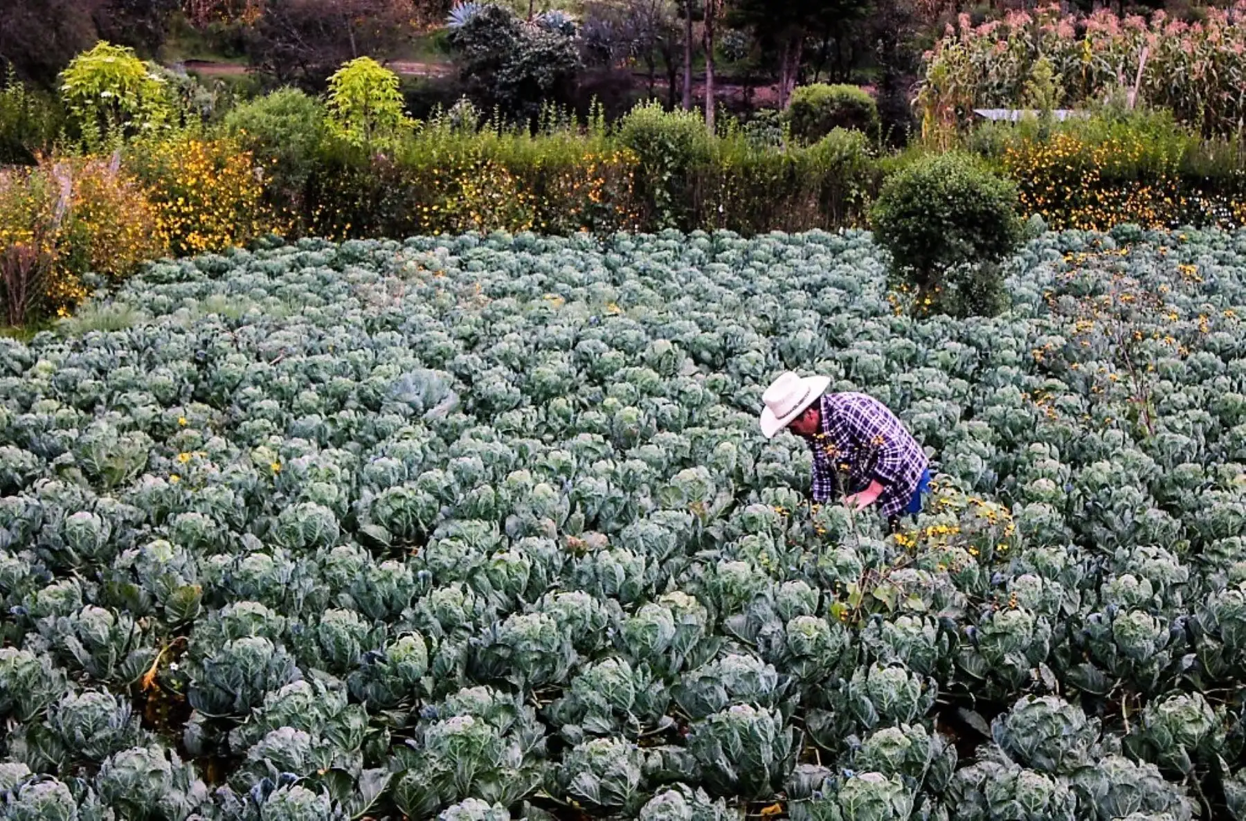 Los productores agrarios de América Latina y el Caribe son componente fundamental para asegurar la cadena alimentaria en la región. / Foto: FAO