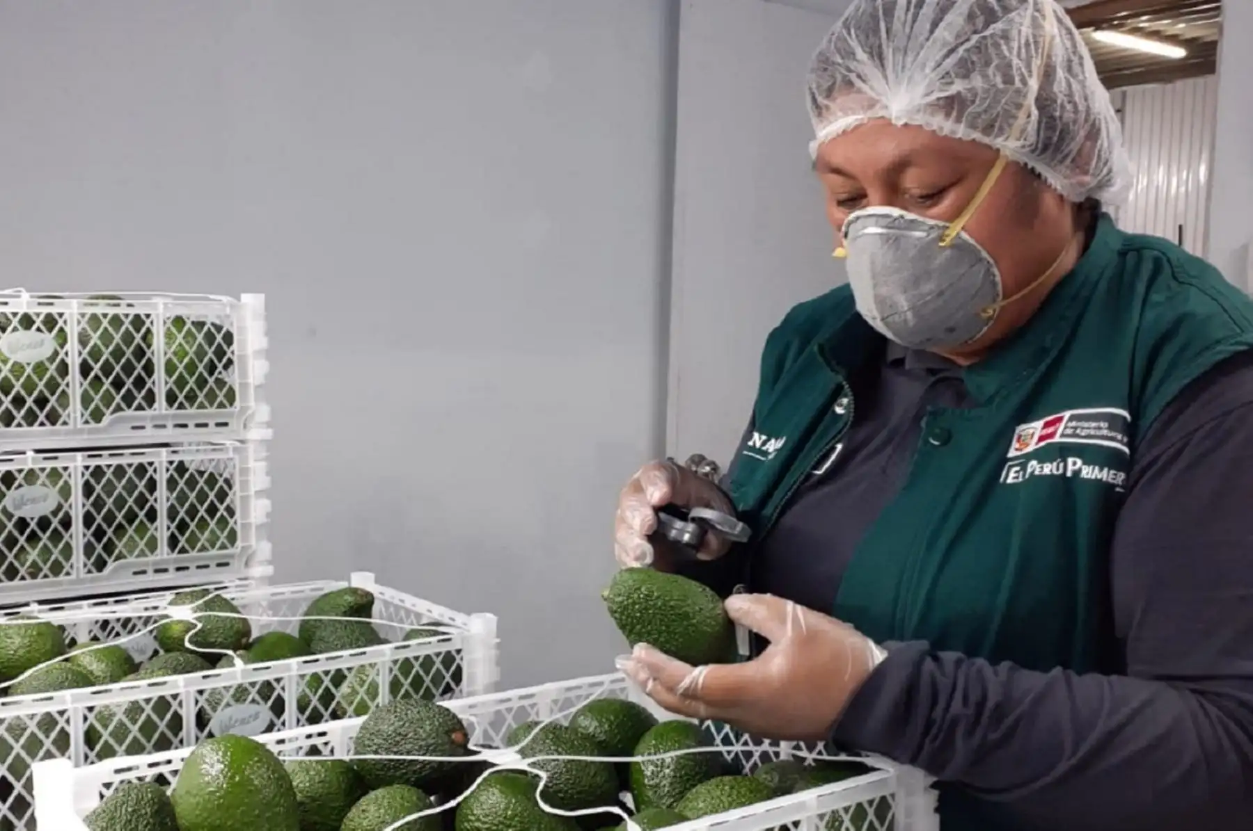 Palta peruana para la exportación. Foto: Cortesía.