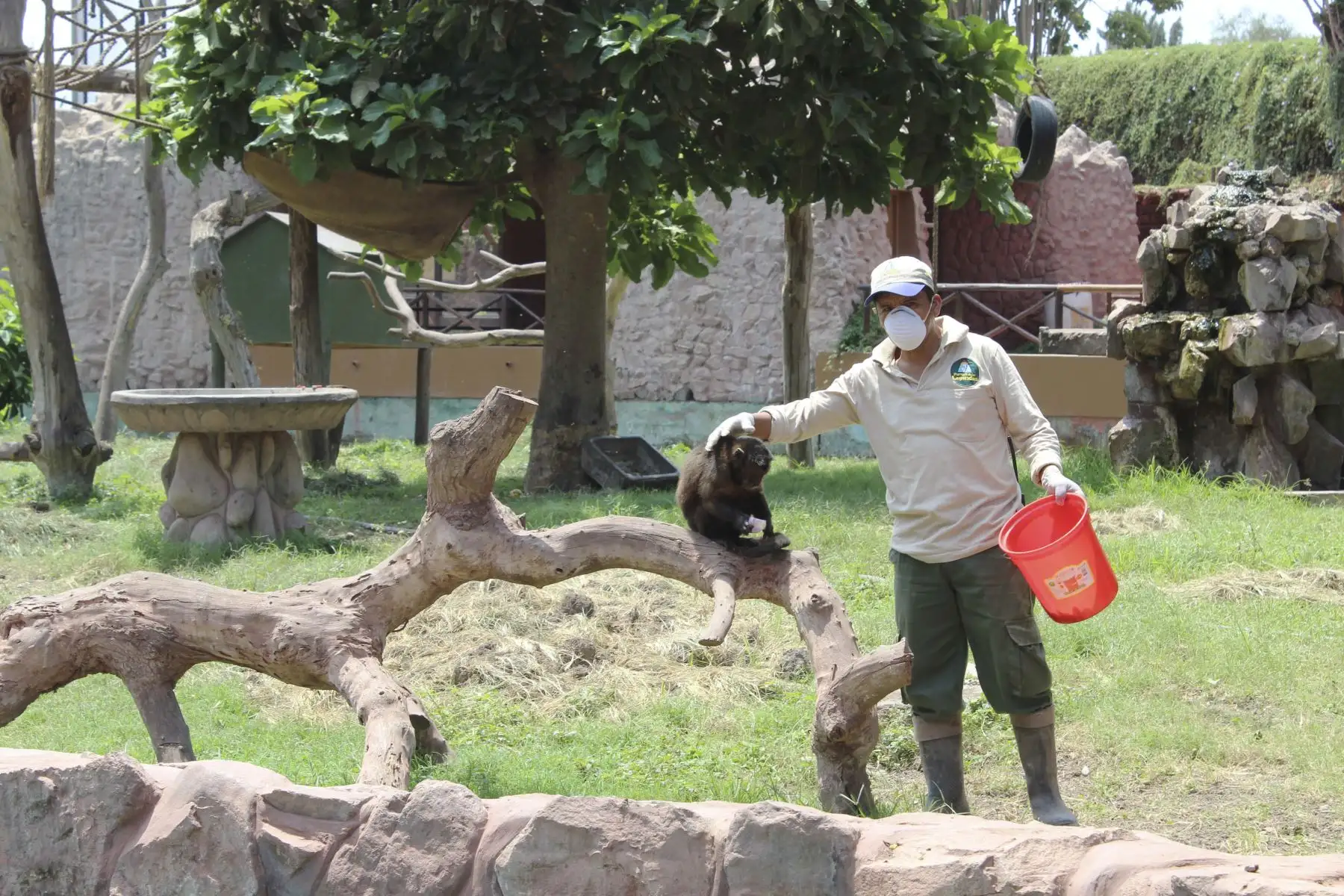 La Municipalidad de Lima anuncia los alumbramientos de una cría de vicuña, dos de mono leoncito y una de búfalo de agua, en el Parque de las Leyendas durante los días de inmovilización social.
Foto: Municipalidad de Lima