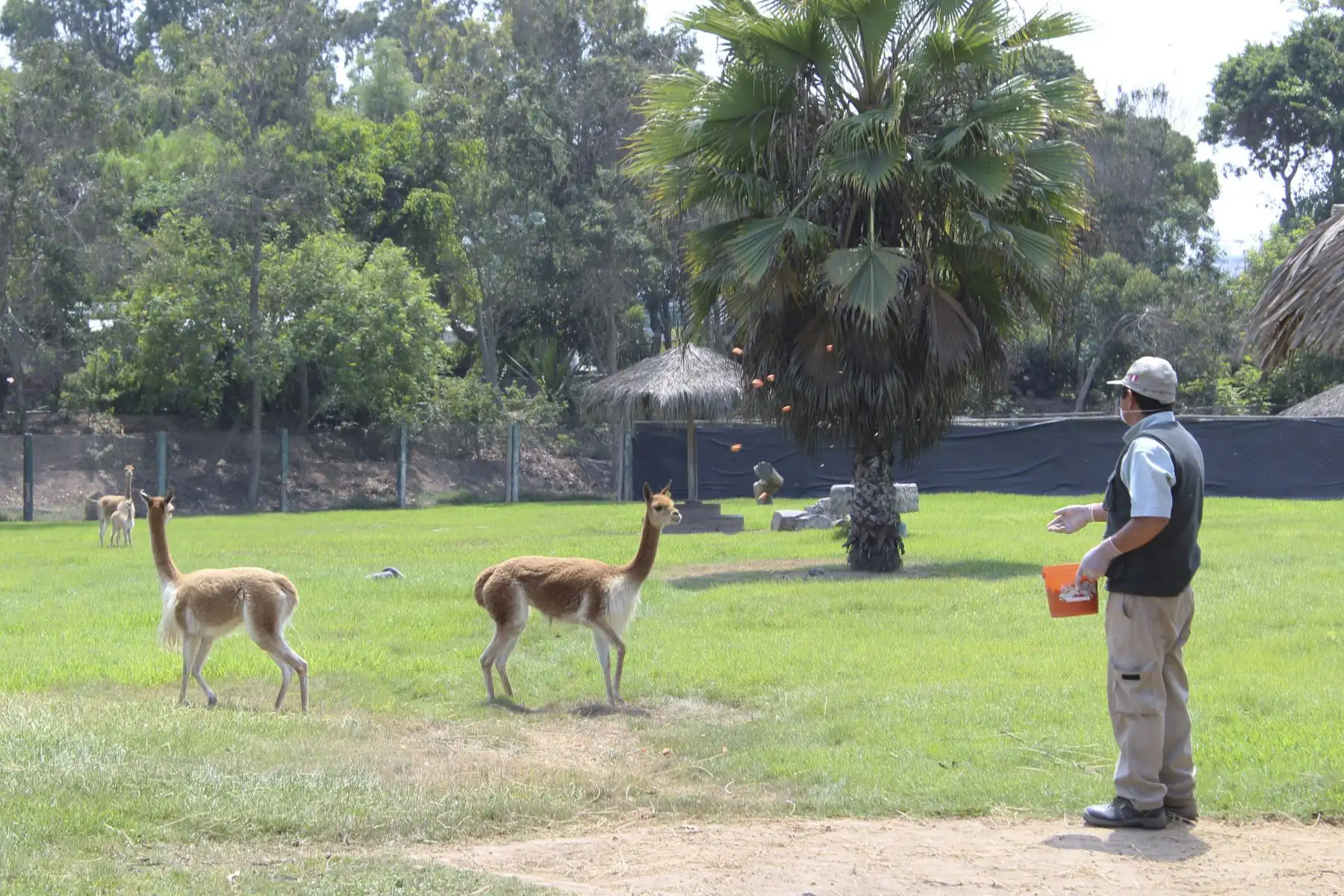 La Municipalidad de Lima anuncia los alumbramientos de una cría de vicuña, dos de mono leoncito y una de búfalo de agua, en el Parque de las Leyendas durante los días de inmovilización social.
Foto: Municipalidad de Lima