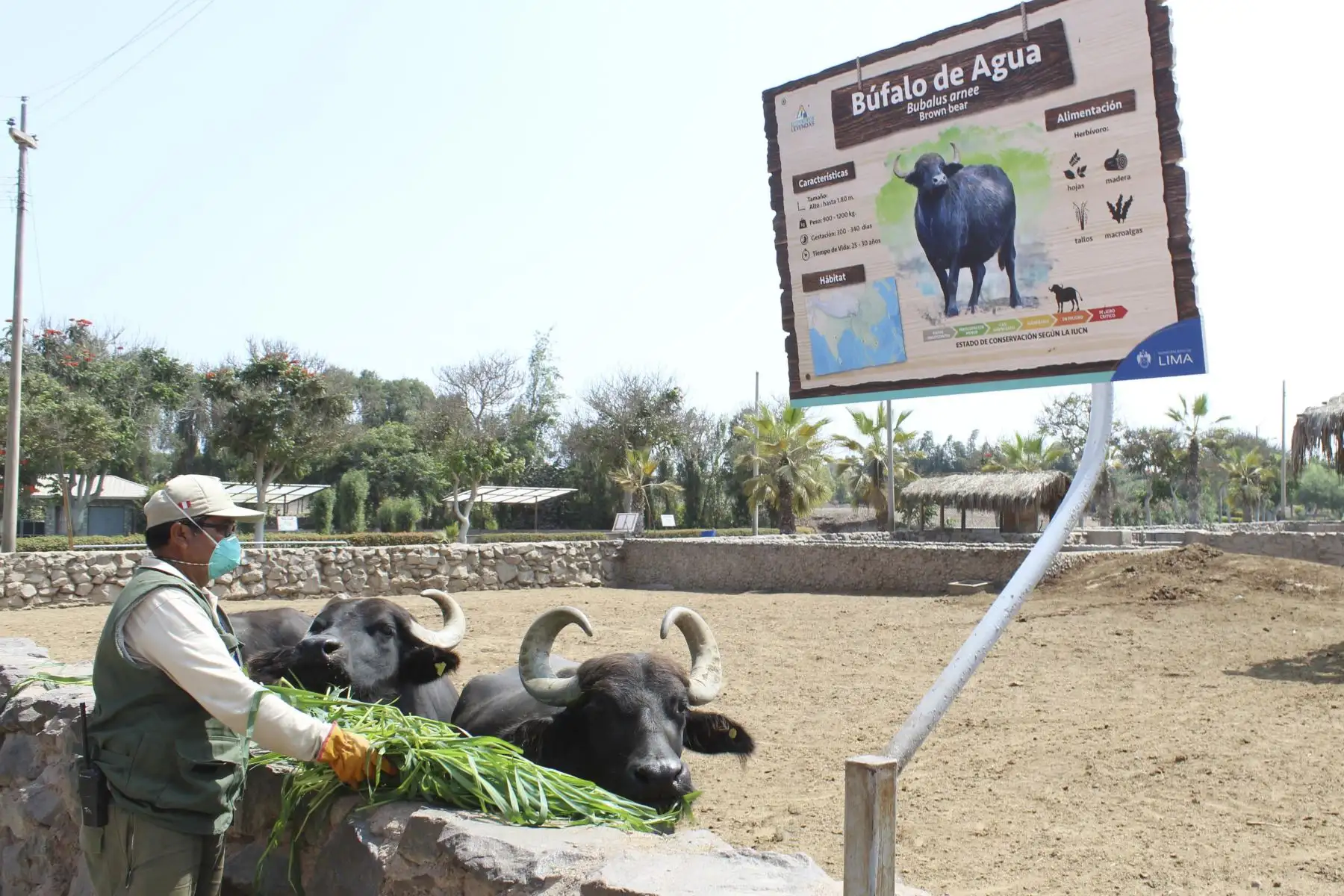 La Municipalidad de Lima anuncia los alumbramientos de una cría de vicuña, dos de mono leoncito y una de búfalo de agua, en el Parque de las Leyendas durante los días de inmovilización social.
Foto: Municipalidad de Lima