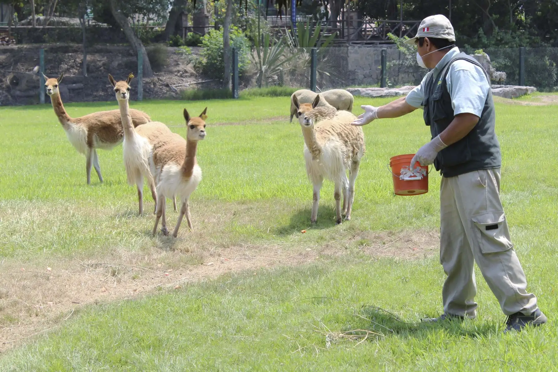 La Municipalidad de Lima anuncia los alumbramientos de una cría de vicuña, dos de mono leoncito y una de búfalo de agua, en el Parque de las Leyendas durante los días de inmovilización social.
Foto: Municipalidad de Lima