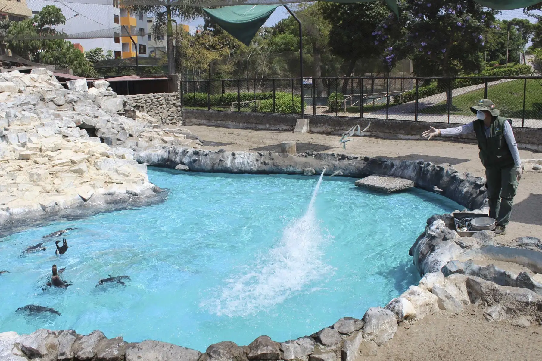 La Municipalidad de Lima anuncia los alumbramientos de una cría de vicuña, dos de mono leoncito y una de búfalo de agua, en el Parque de las Leyendas durante los días de inmovilización social.
Foto: Municipalidad de Lima