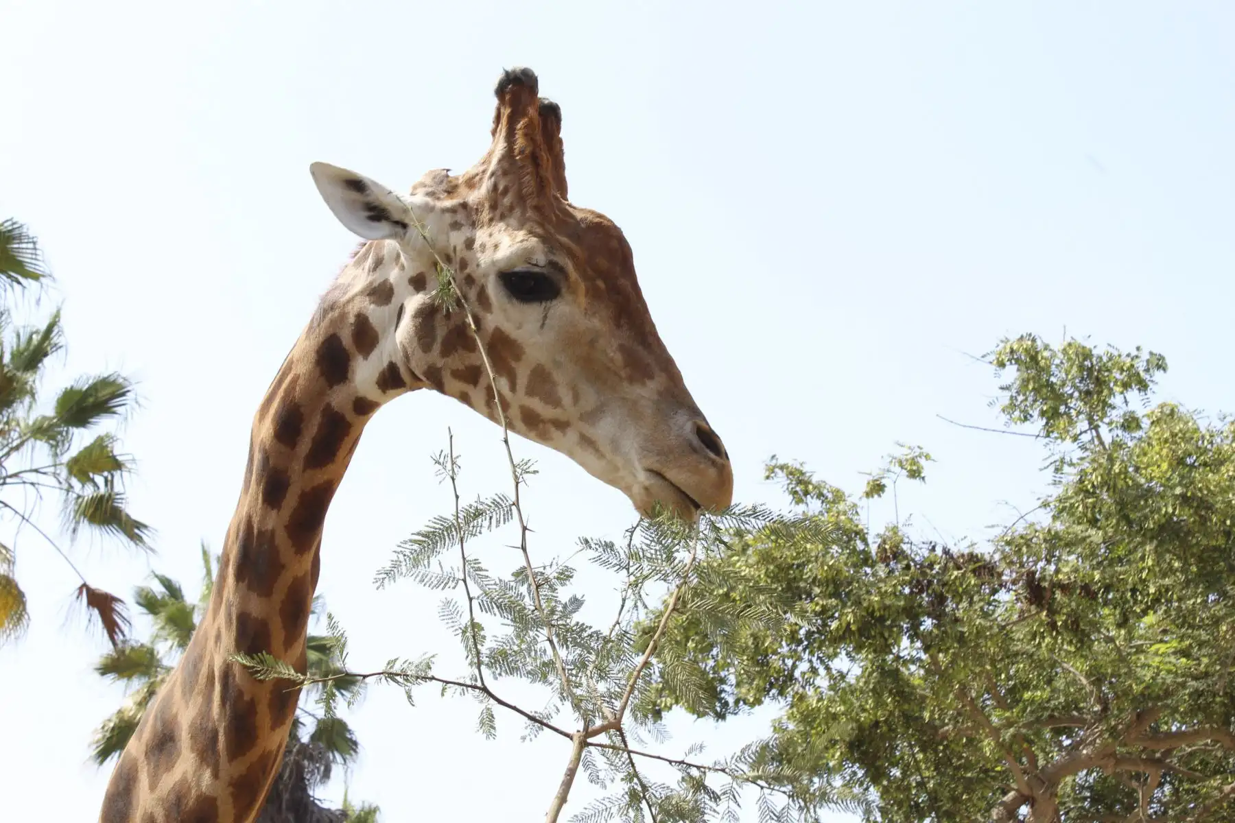 La Municipalidad de Lima anuncia los alumbramientos de una cría de vicuña, dos de mono leoncito y una de búfalo de agua, en el Parque de las Leyendas durante los días de inmovilización social.
Foto: Municipalidad de Lima