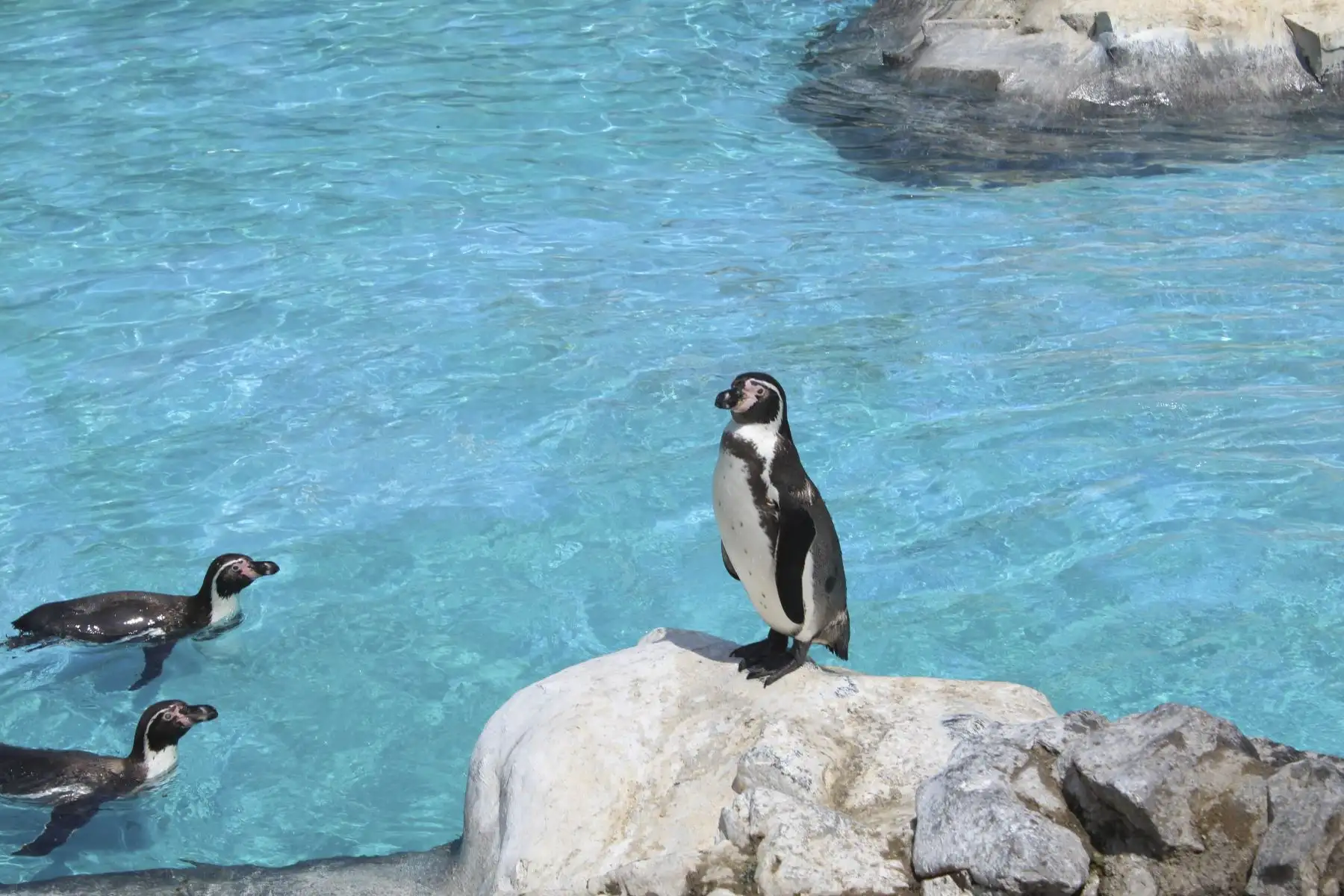 La Municipalidad de Lima anuncia los alumbramientos de una cría de vicuña, dos de mono leoncito y una de búfalo de agua, en el Parque de las Leyendas durante los días de inmovilización social.
Foto: Municipalidad de Lima