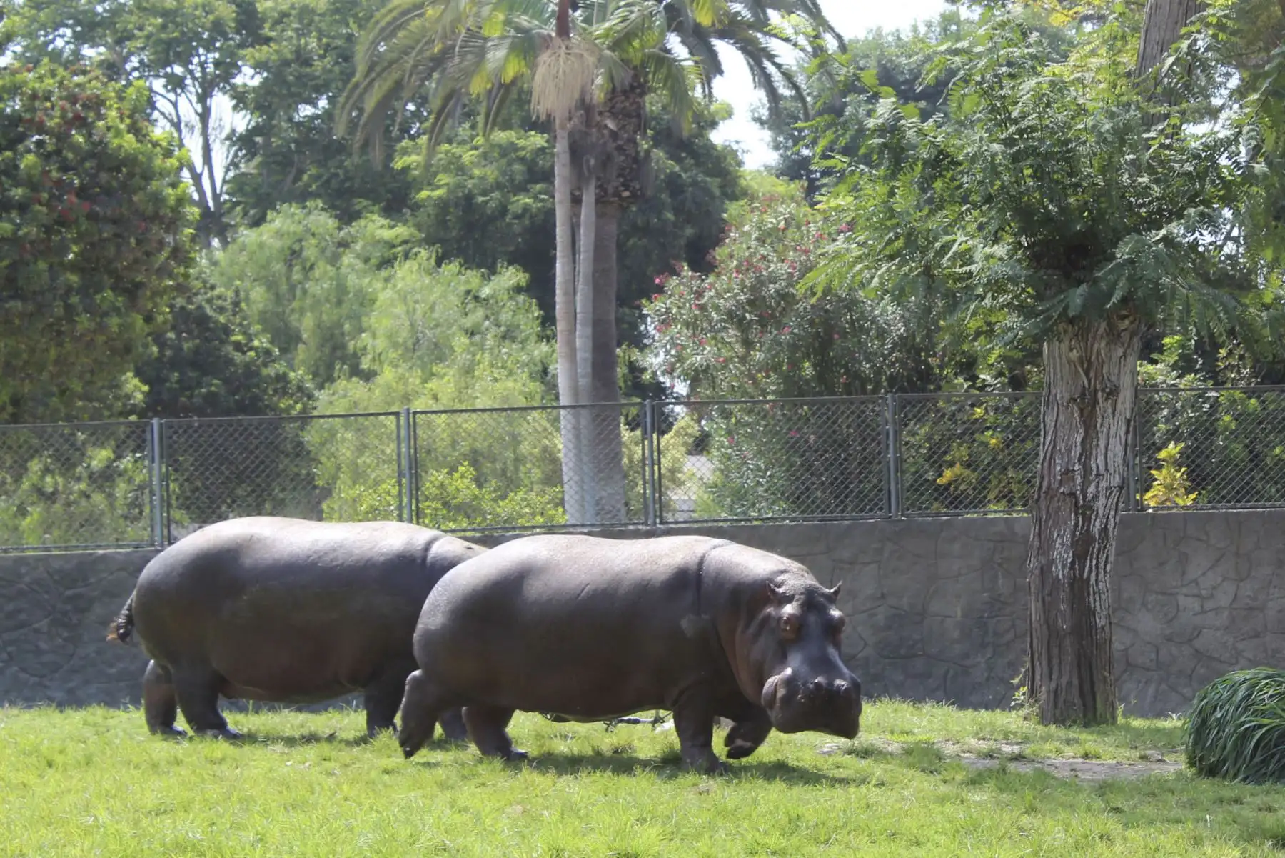 La Municipalidad de Lima anuncia los alumbramientos de una cría de vicuña, dos de mono leoncito y una de búfalo de agua, en el Parque de las Leyendas durante los días de inmovilización social.
Foto: Municipalidad de Lima