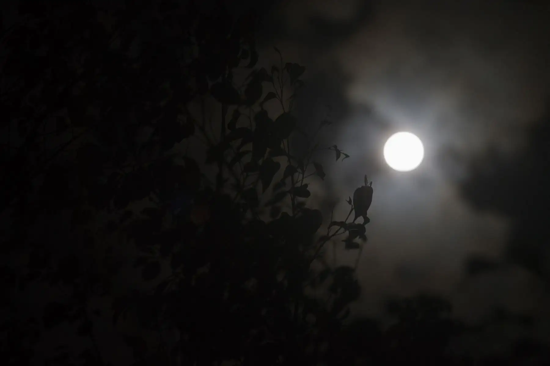 La Superluna de abril se pudo apreciar esta noche en cielo limeño en plena cuarentena por el coronavirus COVID-19. Foto: ANDINA/Jhonel Rodríguez Robles