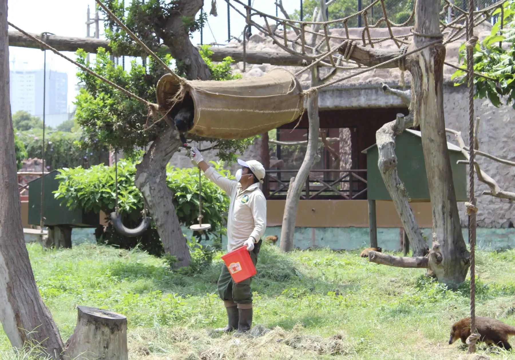 Cuidadores de la Municipalidad de Lima, alimentan a los animales en el parque de las leyendas.Foto: ANDINA/MLM