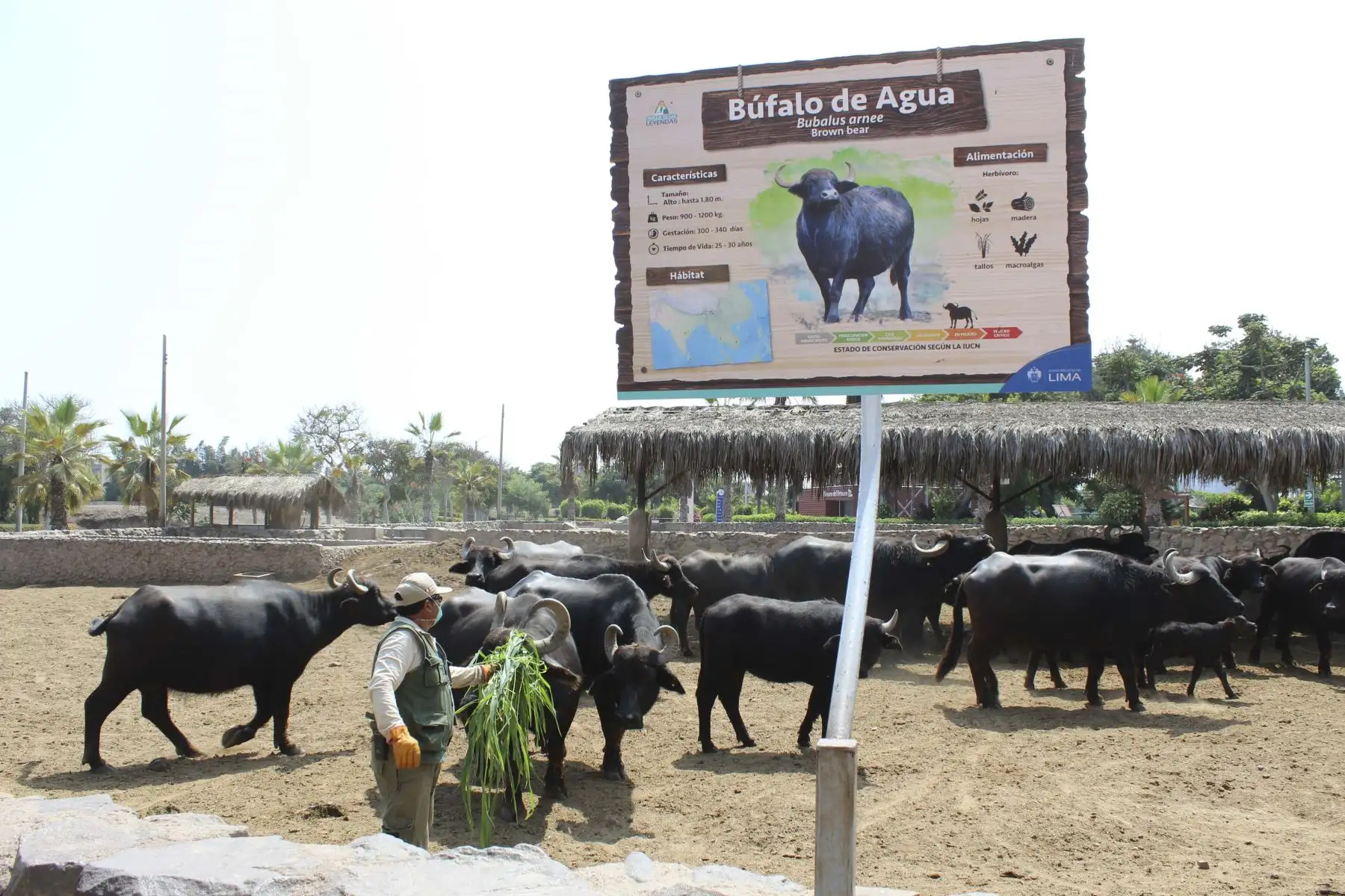 Cuidadores de la Municipalidad de Lima, alimentan a los animales en el parque de las leyendas.Foto: ANDINA/MLM