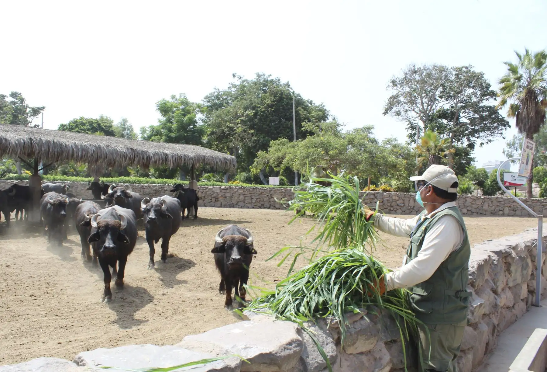 Cuidadores de la Municipalidad de Lima, alimentan a los animales en el parque de las leyendas.Foto: ANDINA/MLM