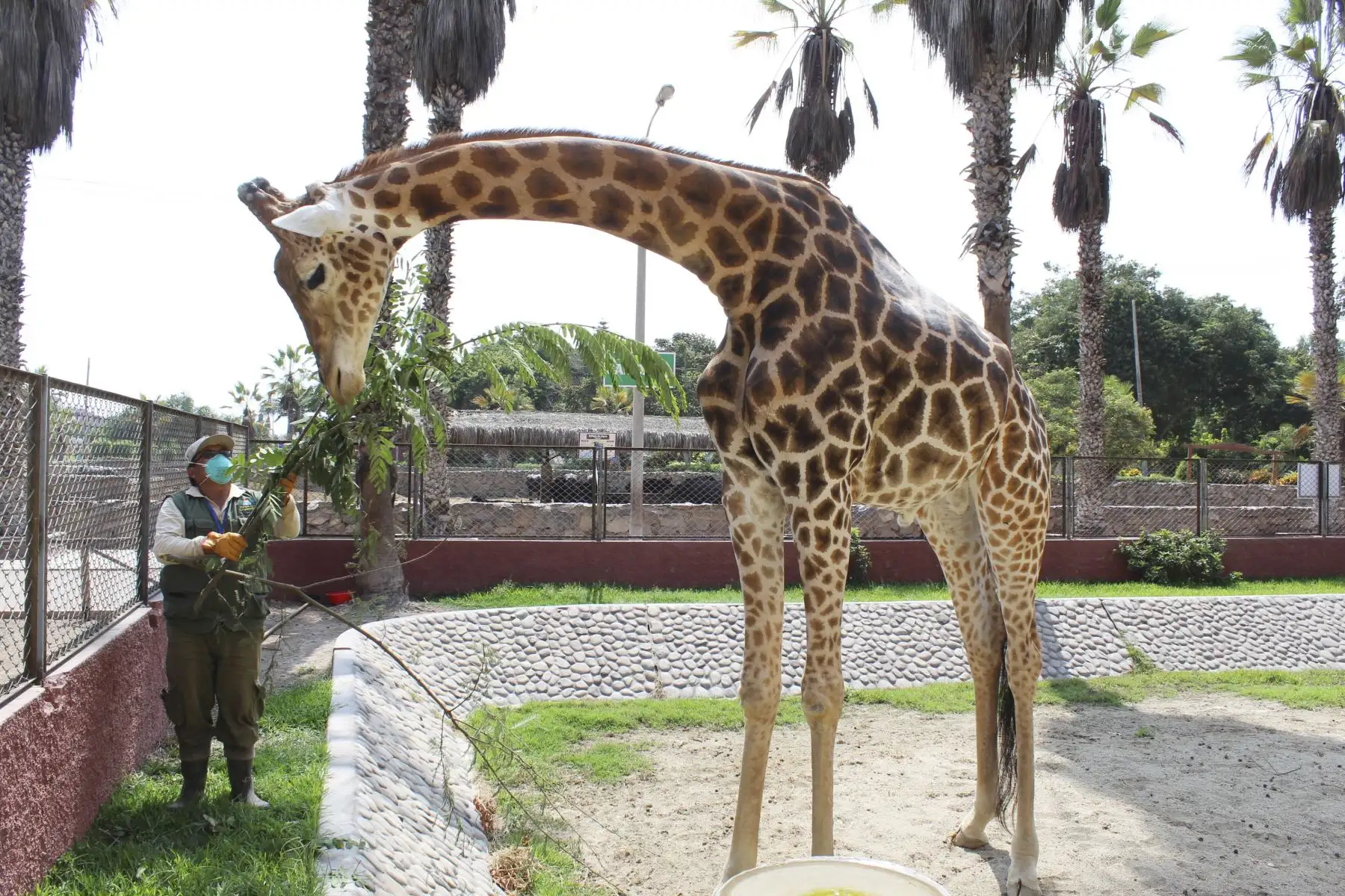Cuidadores de la Municipalidad de Lima, alimentan a los animales en el parque de las leyendas.Foto: ANDINA/MLM