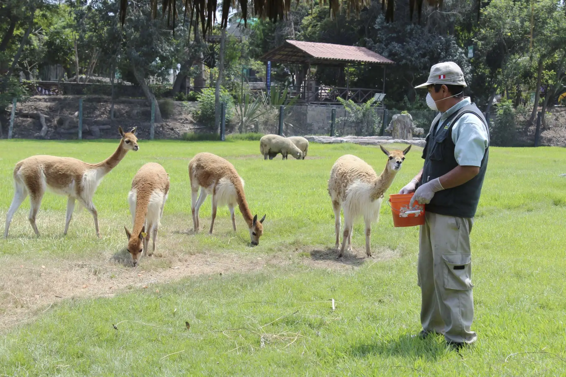 Cuidadores de la Municipalidad de Lima, alimentan a los animales en el parque de las leyendas.Foto: ANDINA/MLM