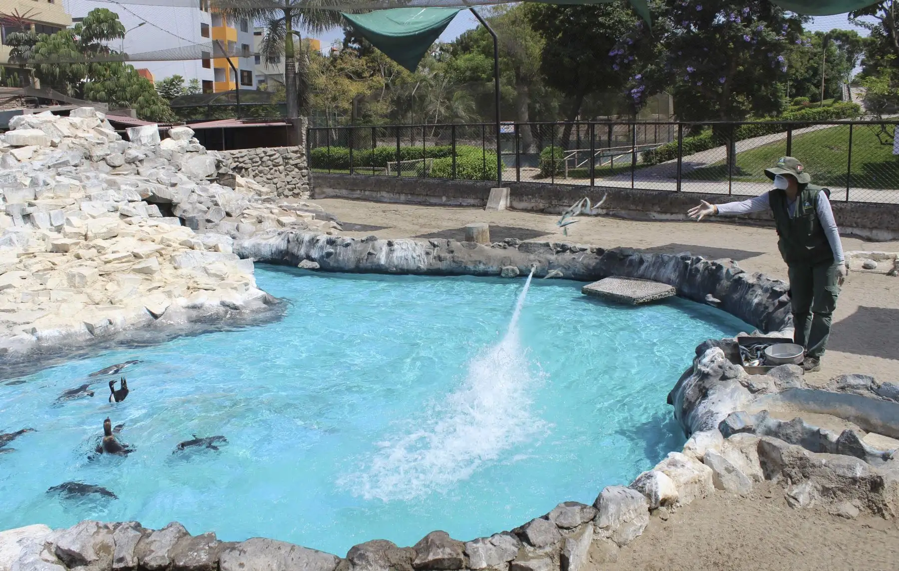 Cuidadores de la Municipalidad de Lima, alimentan a los animales en el parque de las leyendas.Foto: ANDINA/MLM