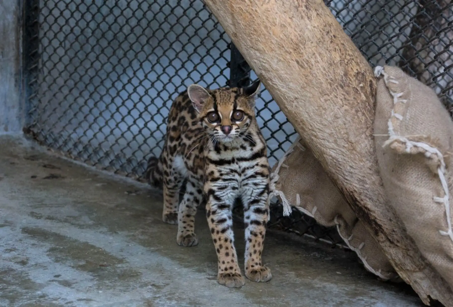 Inician cruzada solidaria para apoyar a las especies silvestres albergadas en zoológicos, zoocriaderos, centros de rescate y de conservación, entre otros, afectados por el aislamiento social obligatorio. ANDINA/Difusión