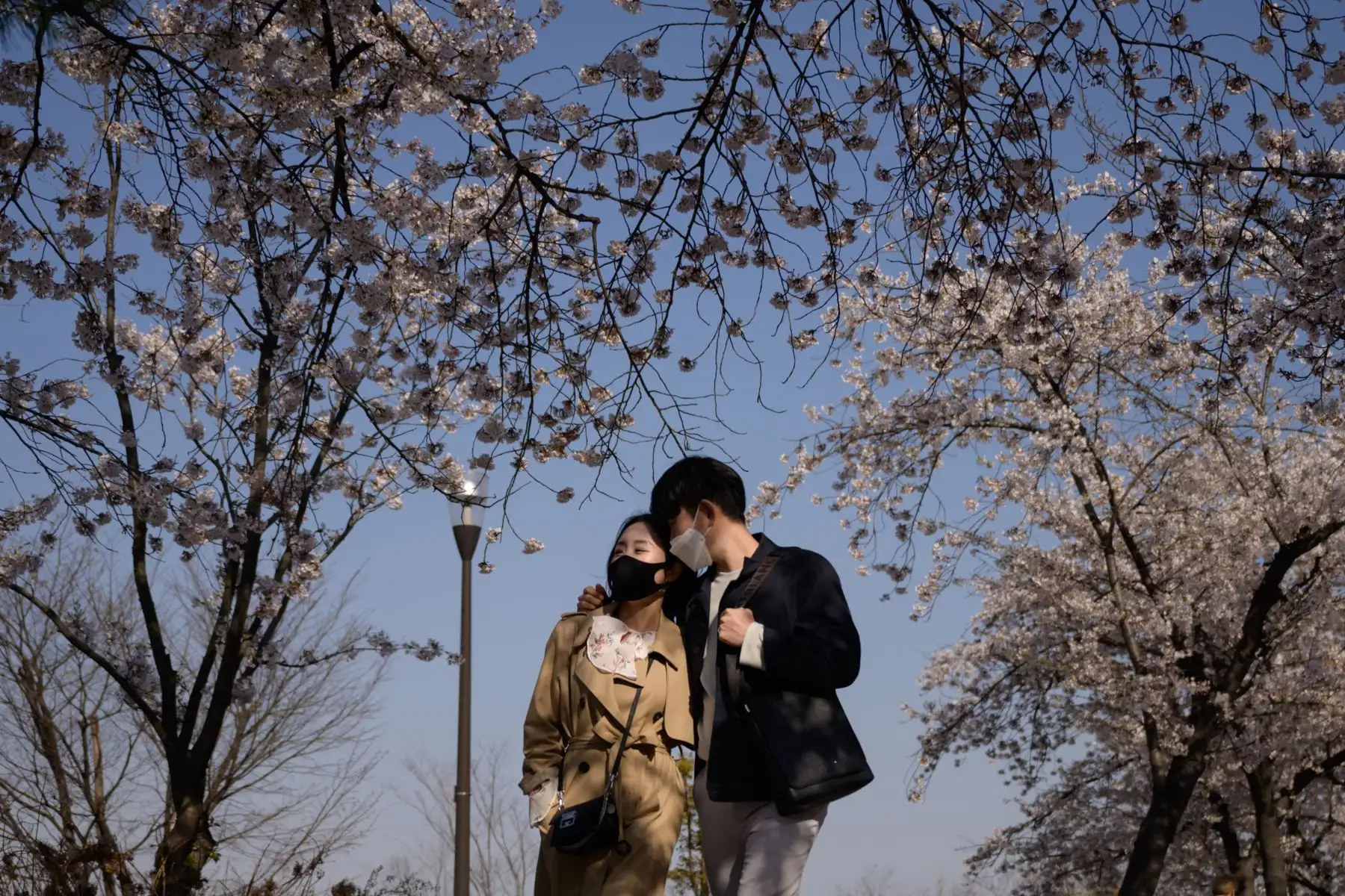 Una pareja con máscaras faciales en medio de preocupaciones por el nuevo coronavirus camina bajo los árboles en flor en el distrito de Yeouido de Seúl.
Foto: AFP