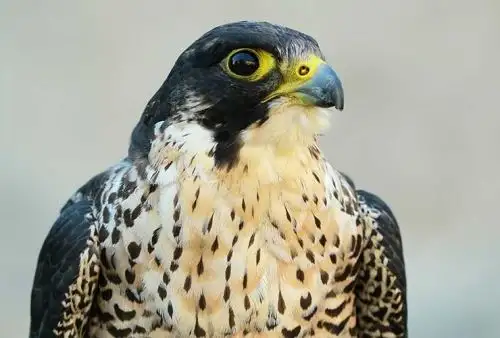 Halcón peregrino.