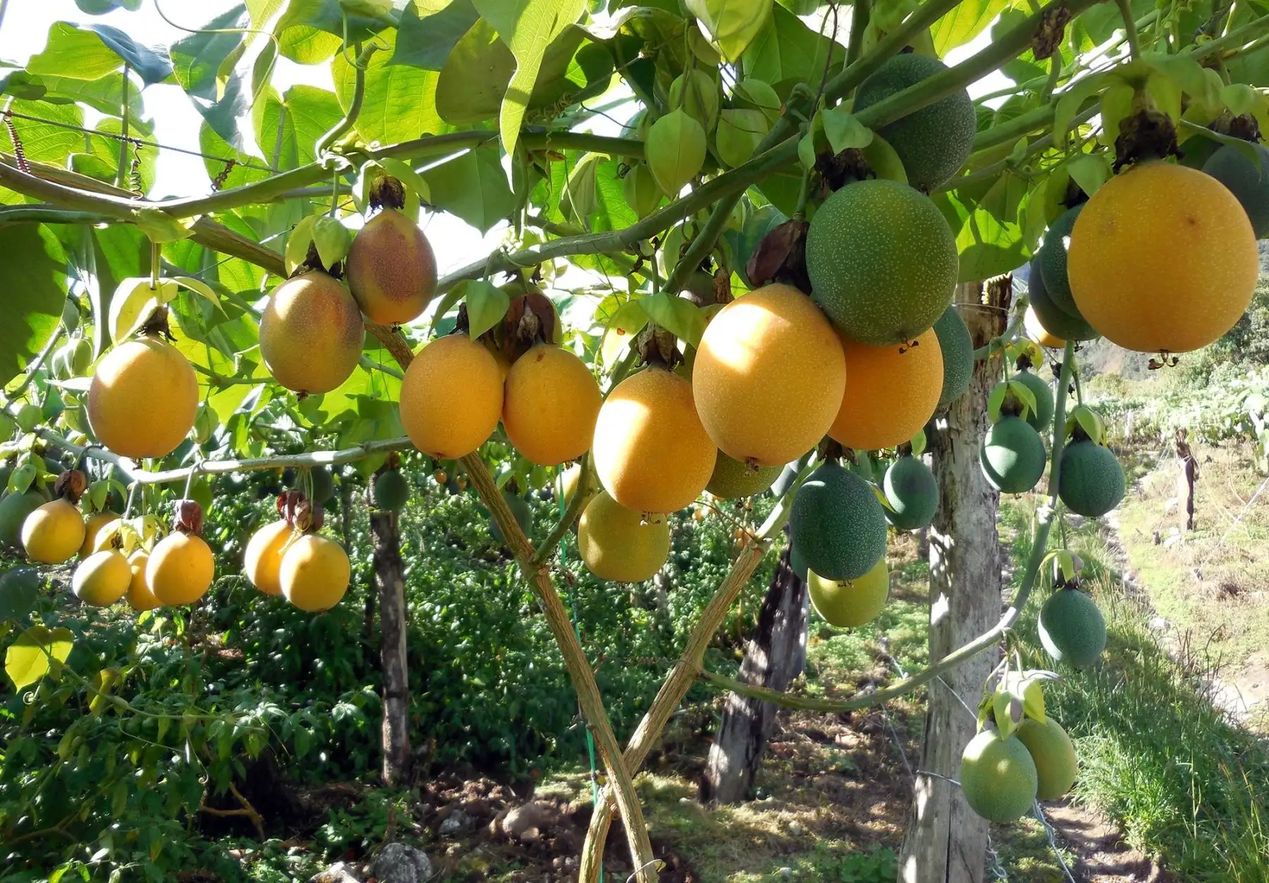 Huánuco puso en marcha el Proyecto Granadilla para impulsar producción de este cultivo. ANDINA/Difusión